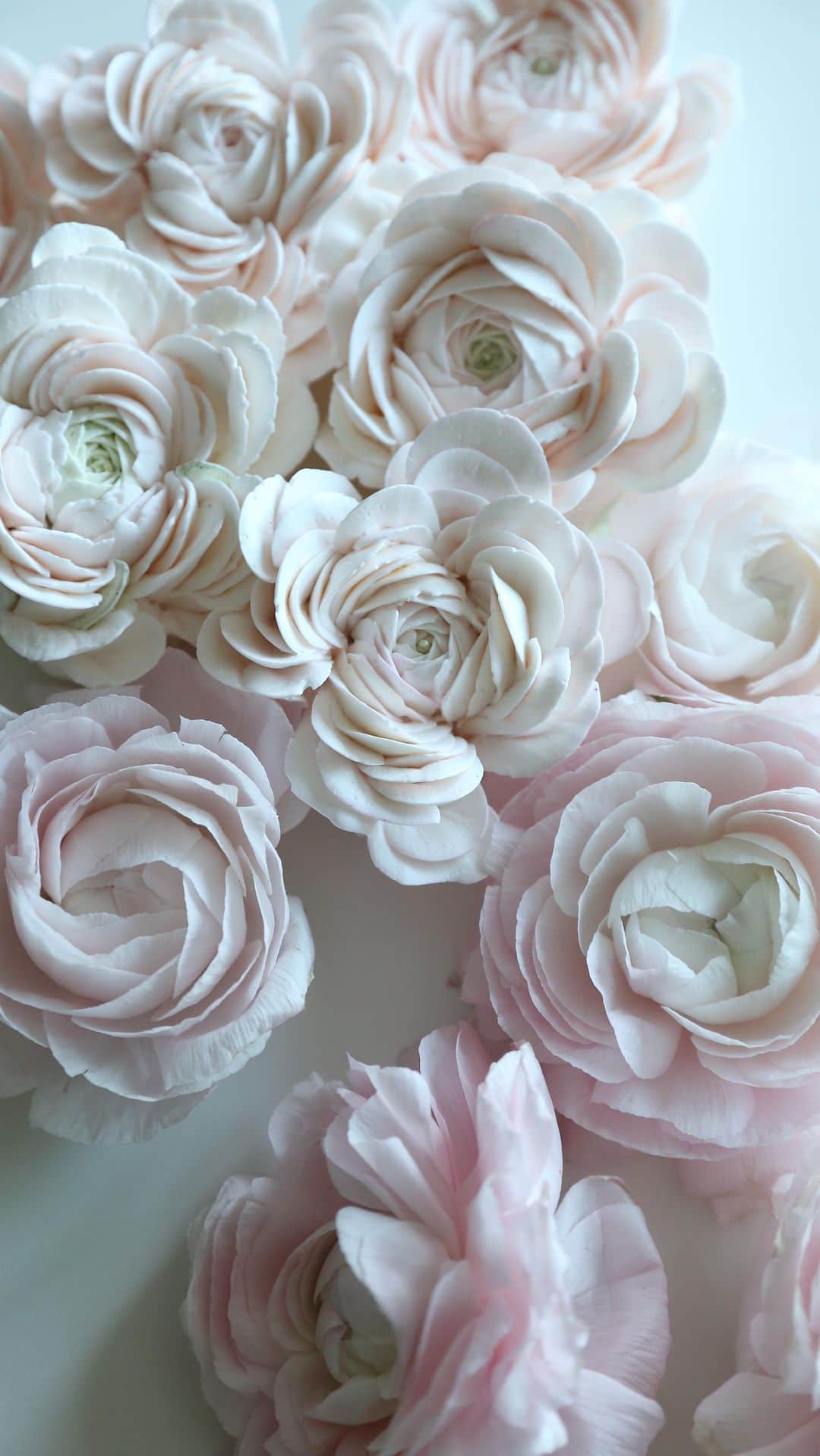 청담 수케이크 (atelier soo)のインスタグラム：「ㅡ Ranunculus 🤍 무지개종류3가지,하트모양까지총출동  #ranunculus」