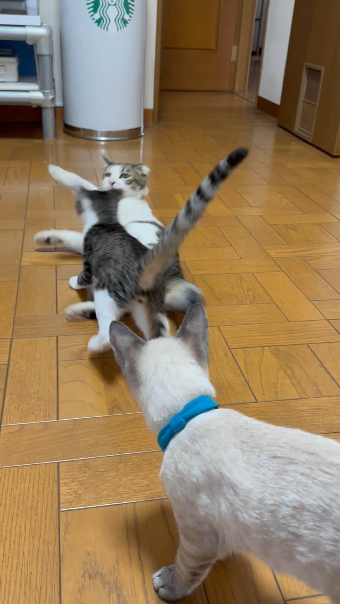 やふのインスタグラム：「シャアー💢とか言ってるけど弱いな初号機 それにしてもますます似てきた気がする💧 . #cat #neko #catlovers #catsofinstagram #catstagram #instacat #猫 #ねこ #ネコ #保護猫 #京太」