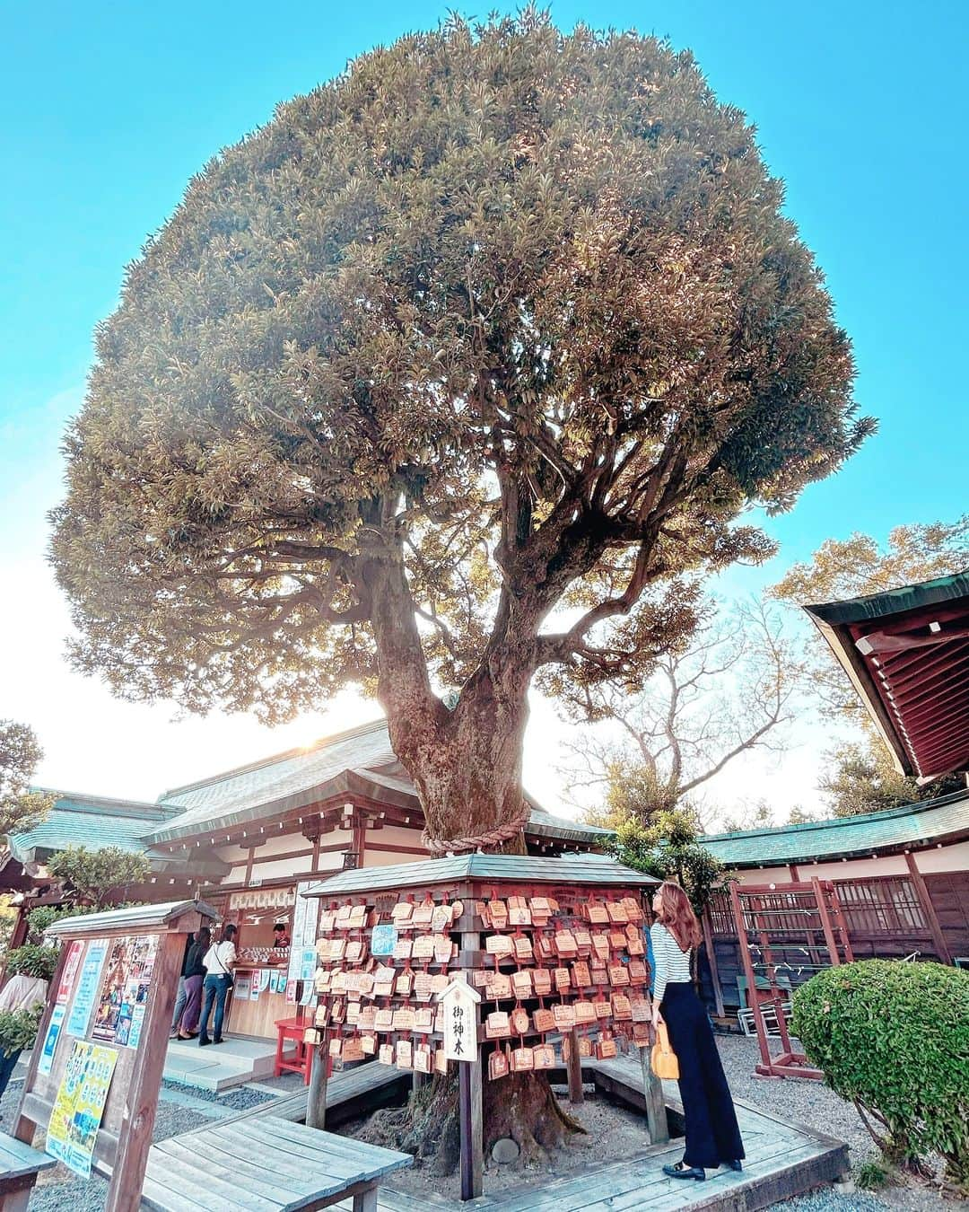 MIMIのインスタグラム：「🌳  POWER CHARGE😌  #足利織姫神社#織姫神社#縁結び#縁結び神社 #栃木県#足利市#栃木#TochigiJapan#Tochigi#mimitrip_2023 #カラフル鳥居#7色の鳥居#tabijyomap_japan #tabijyo_trip #tabijyo_colorful#genic_mag #genic_japan #genic_travel #genic_colorful」