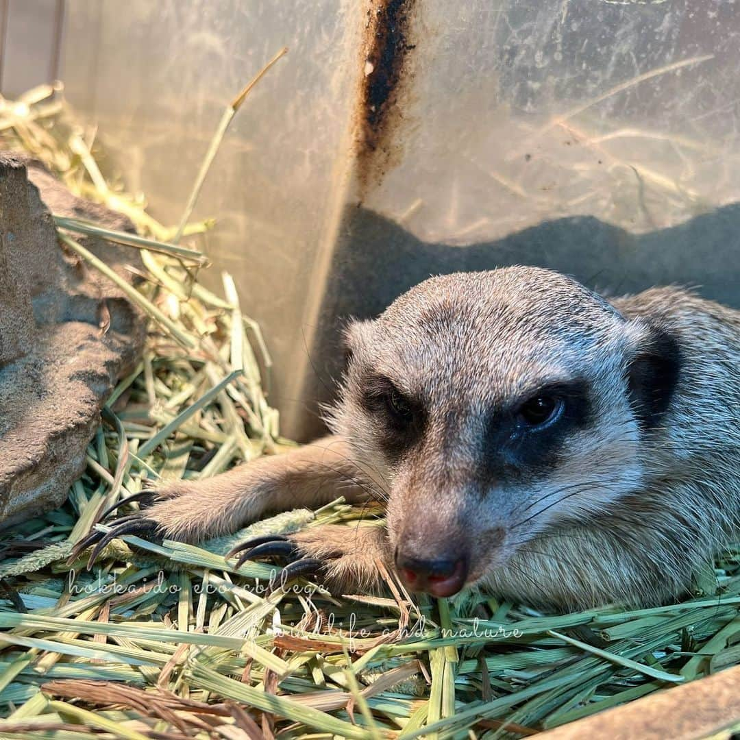 hokkaidoecoのインスタグラム：「なんか用？なくーちゃん( ¨̮ )  #北海道エコ  #動物  #専門学校 #動物好きな人と繋がりたい #ミーアキャット #くーちゃん #くつろぎ中に失礼します #のびのびしてました #かわいい #♥️」