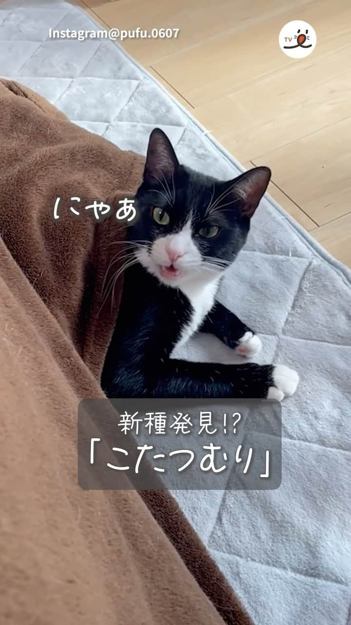 PECOねこ部のインスタグラム