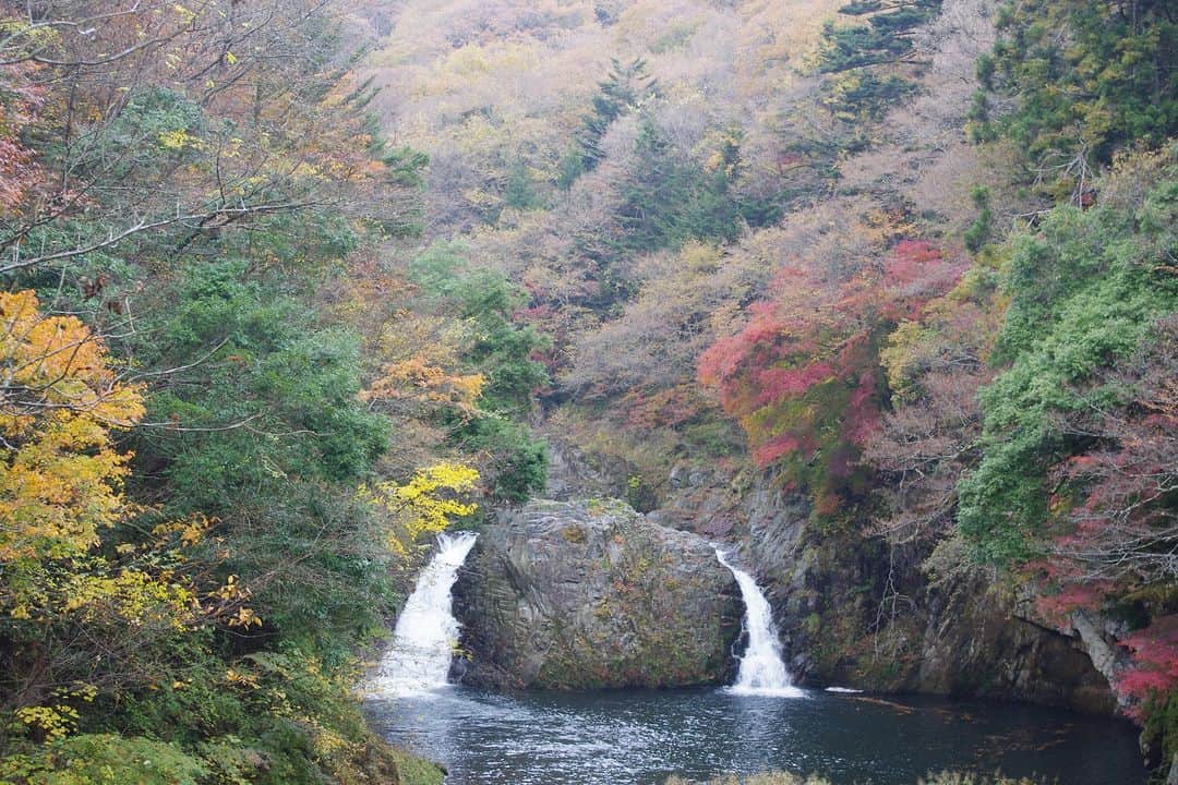 福島県さんのインスタグラム写真 - (福島県Instagram)「【木戸川渓谷紅葉（楢葉町）】  楢葉町の木戸川渓谷では、季節ごとに変わる景色や自然の魅力を堪能することができます。  特に秋は色とりどりに染まった赤や黄のコントラストが美しく、多くの人を楽しませてくれます。木戸ダムから約3kmの遊歩道が整備されているので、紅葉を眺めながらハイキングもできます。  また、紅葉と一緒に雄滝（おたき）や雌滝（めたき）をはじめとした楢葉町の雄大な自然も感じられます。  ぜひ美しい秋の木戸川渓谷を見に出かけてみてはいかがでしょうか。  ※写真は過去に撮影したものです。紅葉の見頃についてはご確認の上お出かけください。  #木戸川渓谷 #木戸ダム #紅葉 #紅葉狩り #滝 #雄滝 #雌滝 #楢葉町 #相双地方 #浜通り地方 #福島県 #narahatown #fukushima #RealizeFukushima #NotADreamFukushima #ひとつひとつ実現するふくしま」11月8日 17時00分 - realize_fukushima