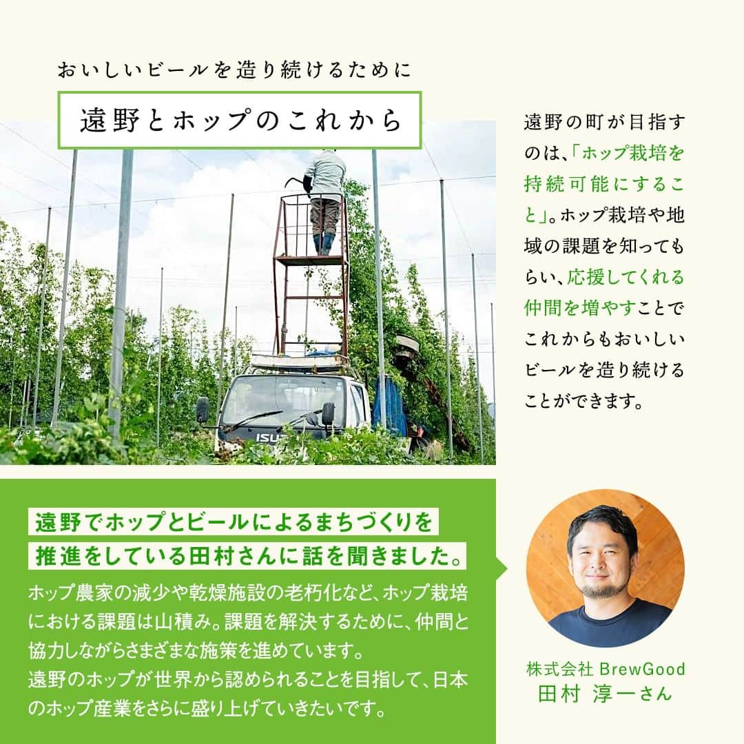 キリンビールさんのインスタグラム写真 - (キリンビールInstagram)「コメント欄に「💚」で教えてくださいね。 また、飲んだ方は感想も教えてください♪  11月7日より発売した 「一番搾り とれたてホップ生ビール（期間限定）」 もう飲みましたか？  「一番搾り とれたてホップ生ビール」は 収穫から24時間以内に凍結された生ホップが使われています。 この生ホップのふるさと、岩手県遠野市のホップ畑から、ホップの魅力についてお届けします。  収穫前の8月上旬のホップ畑では 毬花（まりばな）がたわわに実り、 空高くツルを伸ばしています。  今年8月19日、20日に行われたホップ収穫祭では、 岩手県遠野市からキリンビール仙台工場へ、 とれたてホップのバトンパスが行われました。  その後、9月19日に仙台工場では 遠野市から託されたとれたてホップの仕込式を実施。  そして11月7日に発売となった 「一番搾り とれたてホップ生ビール 」。  この時季だけの旬のホップのおいしさを楽しみませんか？  ＊＊＊  乾杯で暮らしに彩りを🍻  #乾杯のある暮らし で みなさまのとっておきの楽しみ方を ぜひ教えてください✨  #キリンビール #キリン #きょうのキリン  #一番搾りとれたてホップ #一番搾りとれたてホップ生ビール #キリン一番搾り #一番搾り #ビール好きな人と繋がりたい #ビール #家飲み #お酒 #新商品 #期間限定 #ビール大好き #ビール好き #ビール好きと繋がりたい #缶ビール #商品紹介 #秋限定 #とれたてホップ #ビール最高 #今日の一杯 #ビールが好き #限定ビール #期間限定販売 #遠野ホップ #岩手県遠野市 #ホップ畑 #読みもの」11月8日 17時00分 - kirin_brewery