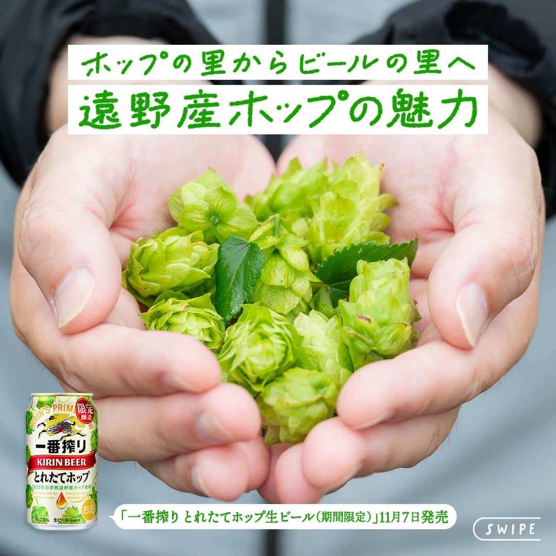 キリンビールのインスタグラム：「コメント欄に「💚」で教えてくださいね。 また、飲んだ方は感想も教えてください♪  11月7日より発売した 「一番搾り とれたてホップ生ビール（期間限定）」 もう飲みましたか？  「一番搾り とれたてホップ生ビール」は 収穫から24時間以内に凍結された生ホップが使われています。 この生ホップのふるさと、岩手県遠野市のホップ畑から、ホップの魅力についてお届けします。  収穫前の8月上旬のホップ畑では 毬花（まりばな）がたわわに実り、 空高くツルを伸ばしています。  今年8月19日、20日に行われたホップ収穫祭では、 岩手県遠野市からキリンビール仙台工場へ、 とれたてホップのバトンパスが行われました。  その後、9月19日に仙台工場では 遠野市から託されたとれたてホップの仕込式を実施。  そして11月7日に発売となった 「一番搾り とれたてホップ生ビール 」。  この時季だけの旬のホップのおいしさを楽しみませんか？  ＊＊＊  乾杯で暮らしに彩りを🍻  #乾杯のある暮らし で みなさまのとっておきの楽しみ方を ぜひ教えてください✨  #キリンビール #キリン #きょうのキリン  #一番搾りとれたてホップ #一番搾りとれたてホップ生ビール #キリン一番搾り #一番搾り #ビール好きな人と繋がりたい #ビール #家飲み #お酒 #新商品 #期間限定 #ビール大好き #ビール好き #ビール好きと繋がりたい #缶ビール #商品紹介 #秋限定 #とれたてホップ #ビール最高 #今日の一杯 #ビールが好き #限定ビール #期間限定販売 #遠野ホップ #岩手県遠野市 #ホップ畑 #読みもの」