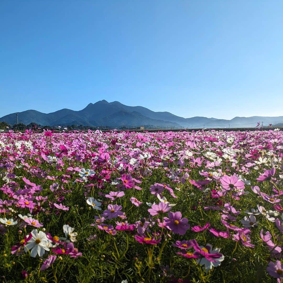 九州電力のインスタグラム：「金峰山とコスモス🌸 . 鹿児島県南さつま市に位置する「金峰山」は、九州百名山に選定されている名峰です。開聞岳、野間岳と合わせて「薩摩半島の三名山」と称されています。  金峰町にはコスモス畑が点在しており、この時期、金峰山を背景に広がる色鮮やかなコスモス畑を眺めることができます✨ . ----------------------------------------------- 📍金峰山 住所：鹿児島県南さつま市金峰町尾下 アクセス：鹿児島市から車で約50分 ----------------------------------------------- ※写真提供：（一社）南さつま市観光協会　 ※写真は過去に撮影されたものです。  お届けする九州の風景が、皆さまの元気や癒しになれば幸いです☘️  #九州電力 #鹿児島 #南さつま市 #金峰山 #金峰町 #コスモス #秋桜 #コスモス畑 #鹿児島の風景 #鹿児島観光 #南さつま観光 #南さつま市観光協会 #金峰コシヒカリ」