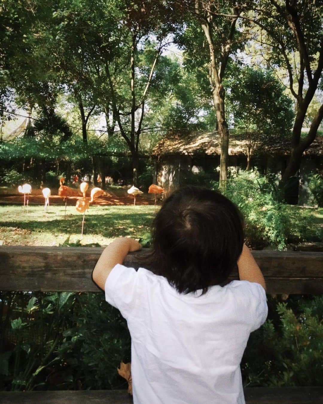 る鹿さんのインスタグラム写真 - (る鹿Instagram)「先日 息子連れて 動物園遊びに行った❣️ めちゃ広くてキレイな緑色の自然に包まれて 幸せな時間だった🌳🌼🐼  パンダもゆっくり観て、キリンもー 色んな動物に興味深々な息子を観て 癒された🌷🫶🏻✨」11月8日 17時08分 - luluxinggg