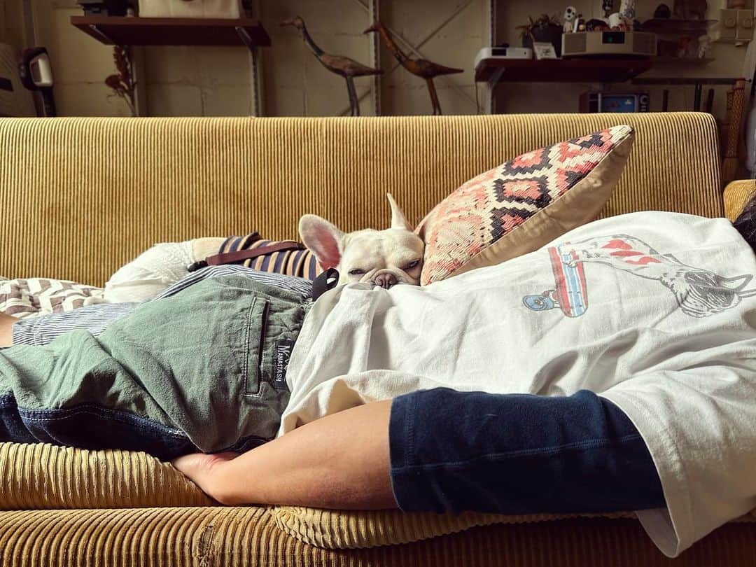 穴吹愛美のインスタグラム：「。 おいちゃんと お昼寝。。  #こども#暮らし#日々#子育て#フレブルのいる生活 #ふれんちぶるどっく #frenchbulldog #TESテス」