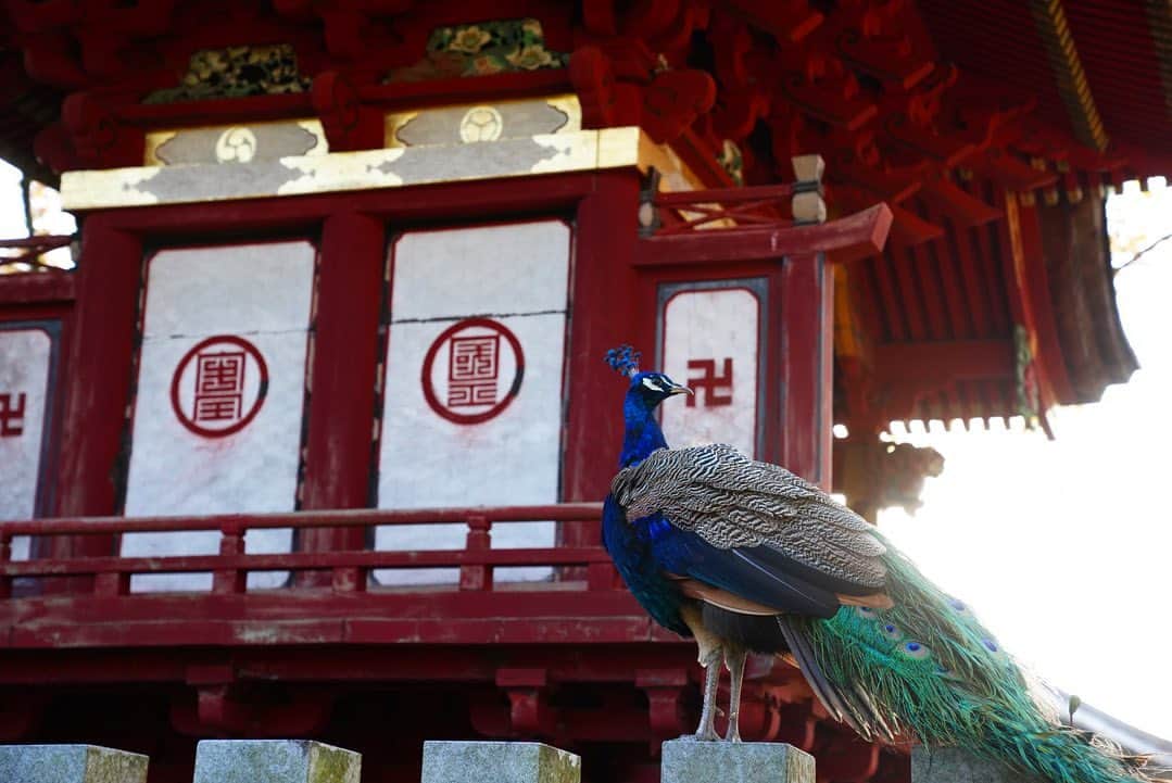 いぶくろ聖志さんのインスタグラム写真 - (いぶくろ聖志Instagram)「孔雀  #japan #photography  #camera #日本　#写真　#カメラ」11月8日 17時47分 - b.smpl