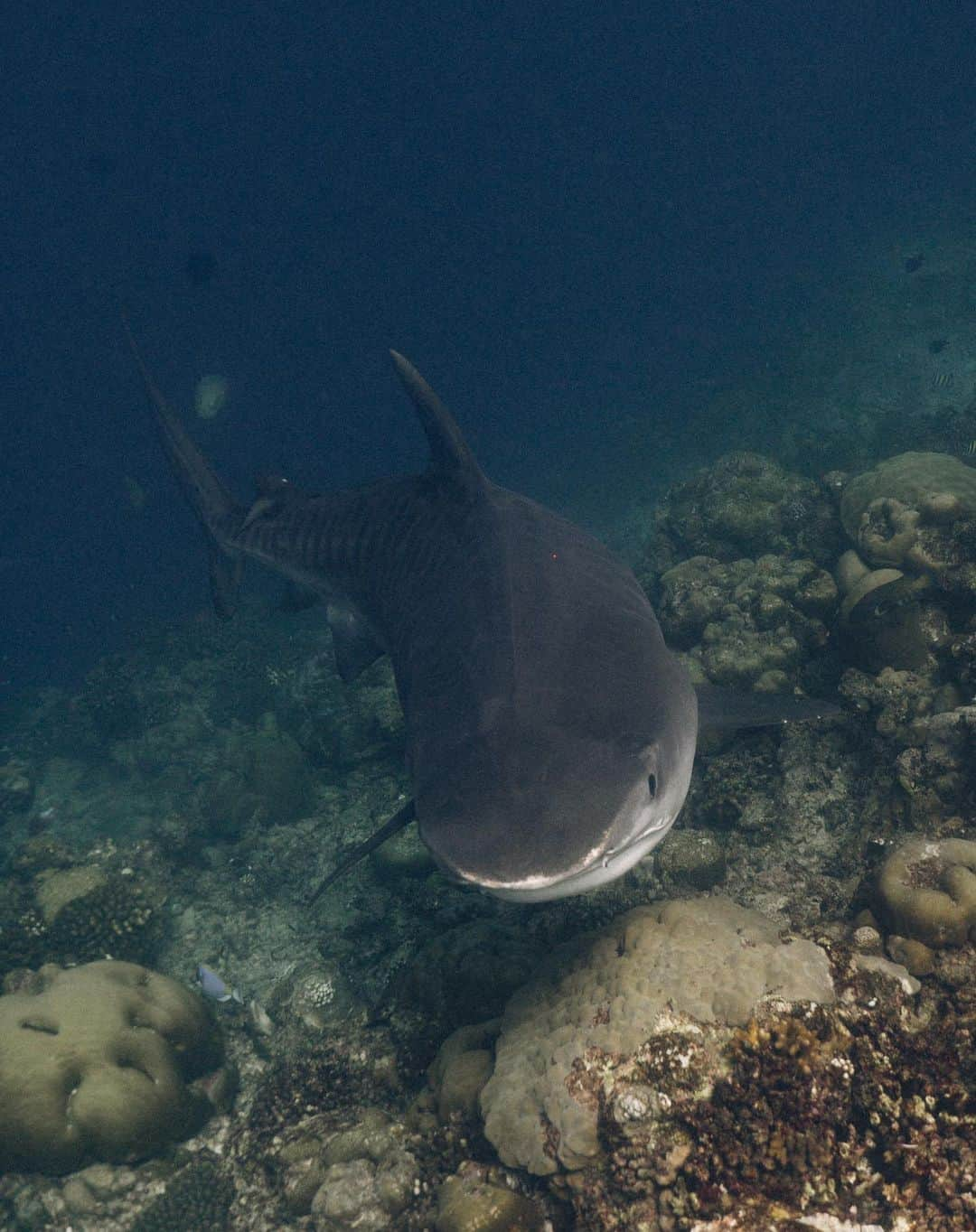 ティマティさんのインスタグラム写真 - (ティマティInstagram)「Морские Тигры 🦈  Давно не было фото, не случайно, оператор в конце съемки отошел на ужин акулам, жаль, хороший был парень @otmoroznik 🙏🏼」11月8日 17時42分 - timatiofficial