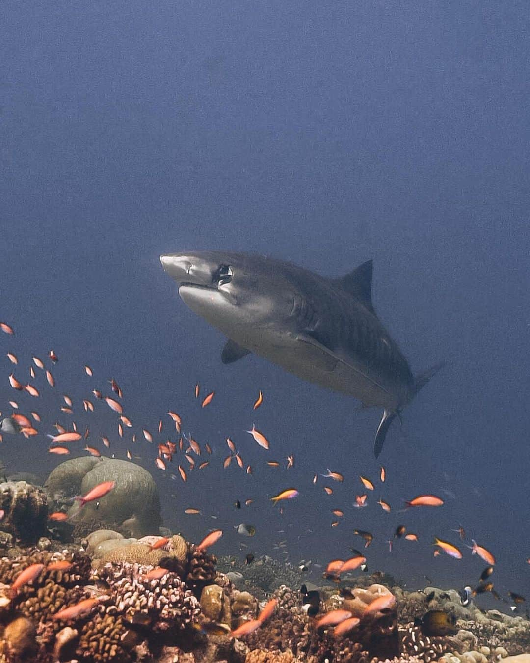 ティマティさんのインスタグラム写真 - (ティマティInstagram)「Морские Тигры 🦈  Давно не было фото, не случайно, оператор в конце съемки отошел на ужин акулам, жаль, хороший был парень @otmoroznik 🙏🏼」11月8日 17時42分 - timatiofficial