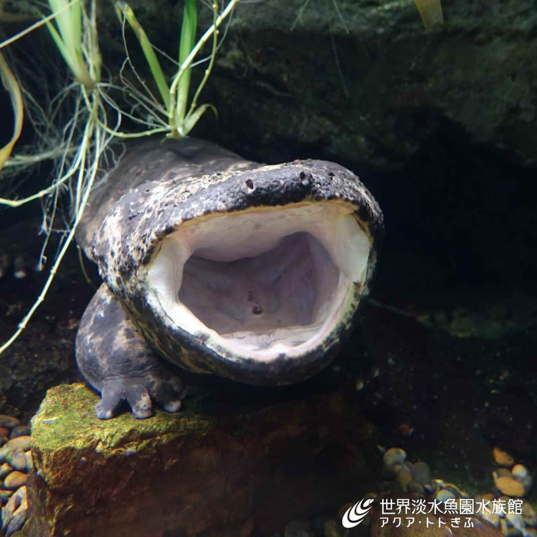 世界淡水魚園水族館 アクア・トト ぎふのインスタグラム：「大きな大きなあくびでしょうか。  #アクアトト #水族館 #aquarium #オオサンショウウオ #オアシスパーク #河川環境楽園」