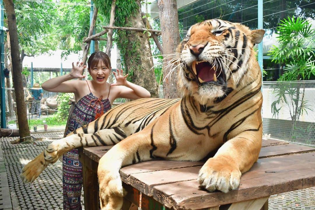 伊藤かりんのインスタグラム：「. . タイで1番行きたかった タイガーパーク🐅🇹🇭  . もはや大きな猫ちゃん🐈  YouTubeも良かったら見てね☺️  . . #タイ旅行 #一人旅 #tigerpark #パタヤ」