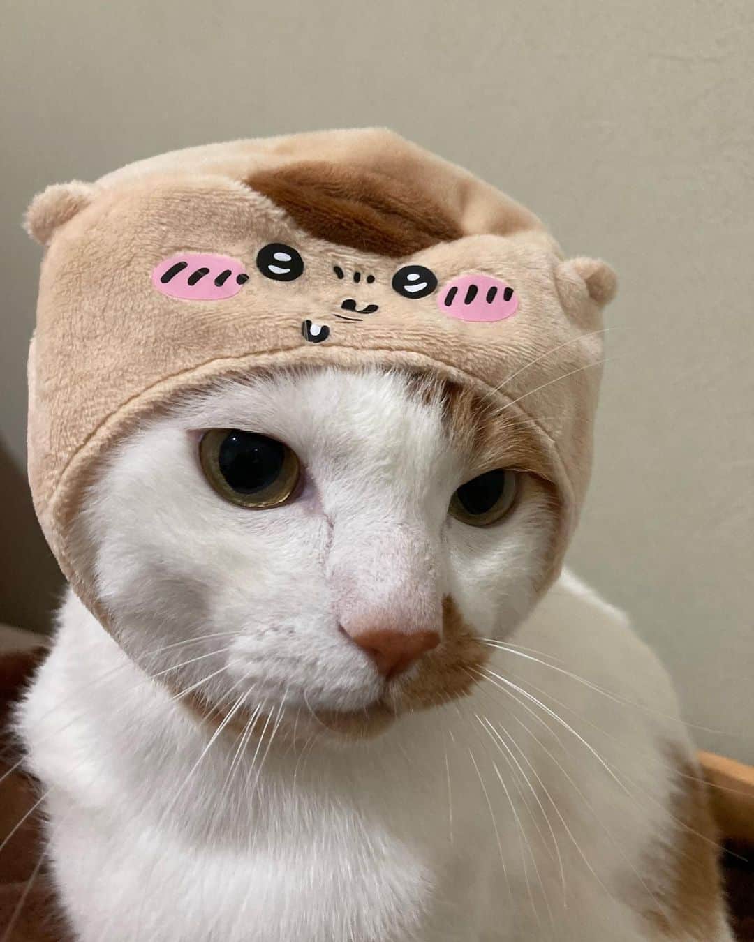 いちタルのインスタグラム：「🐈🐈🐈🐈🐈🐈 最近益々 インスタサボってて お友達の投稿も見られてなくて 本当にごめんなさい🙏🙇‍♀️🙏 ようやく秋らしくなりそうな週末 おでん🍢にしようかなぁ〜 「大根、こんにゃく、卵、餅巾着 練り物系、はんぺん、肉シュウマイ」 我が家の定番はこんな感じ オススメの具材あったら教えてくださいな …そう言えば… 生まれは西日本の私。 関東住まいは人生で一番長いけど 初めて おでんの具で 「ちくわぶ」 というものを知った時に？？？ ってなったわ ちくわ「ぶ」ってなんだよ！ 「ぶ」ってなんじゃい！ 【ちくわ】でええやん！ ちくわじゃないんかい！ そう…ちくわじゃない 東京生まれ東京育ちのお父しゃんは ちくわぶ 好きなようです でも私が嫌いなので入れません 笑」