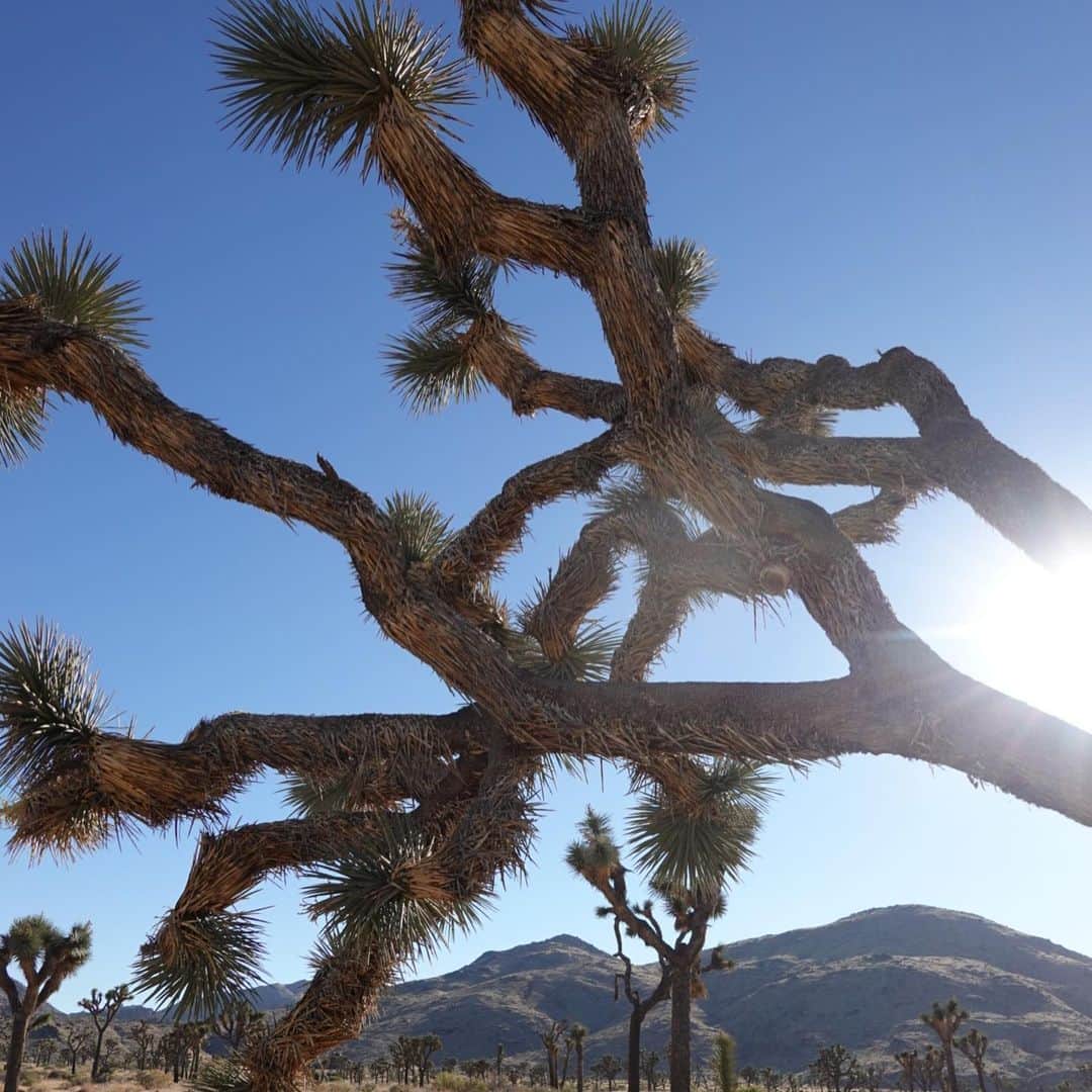 古畑星夏さんのインスタグラム写真 - (古畑星夏Instagram)「⠀ #joshuatree   LAの国立公園🌿  都心から車で2時間?ぐらいかかるけど、  見た事ない景色で来た甲斐ありすぎたぁ🥹✨✨✨  LAでの運転も慣れたしまたここは絶対に行きたいスポット🫶  #la#ジョシュアツリー#ootd」11月8日 18時06分 - starandsummer