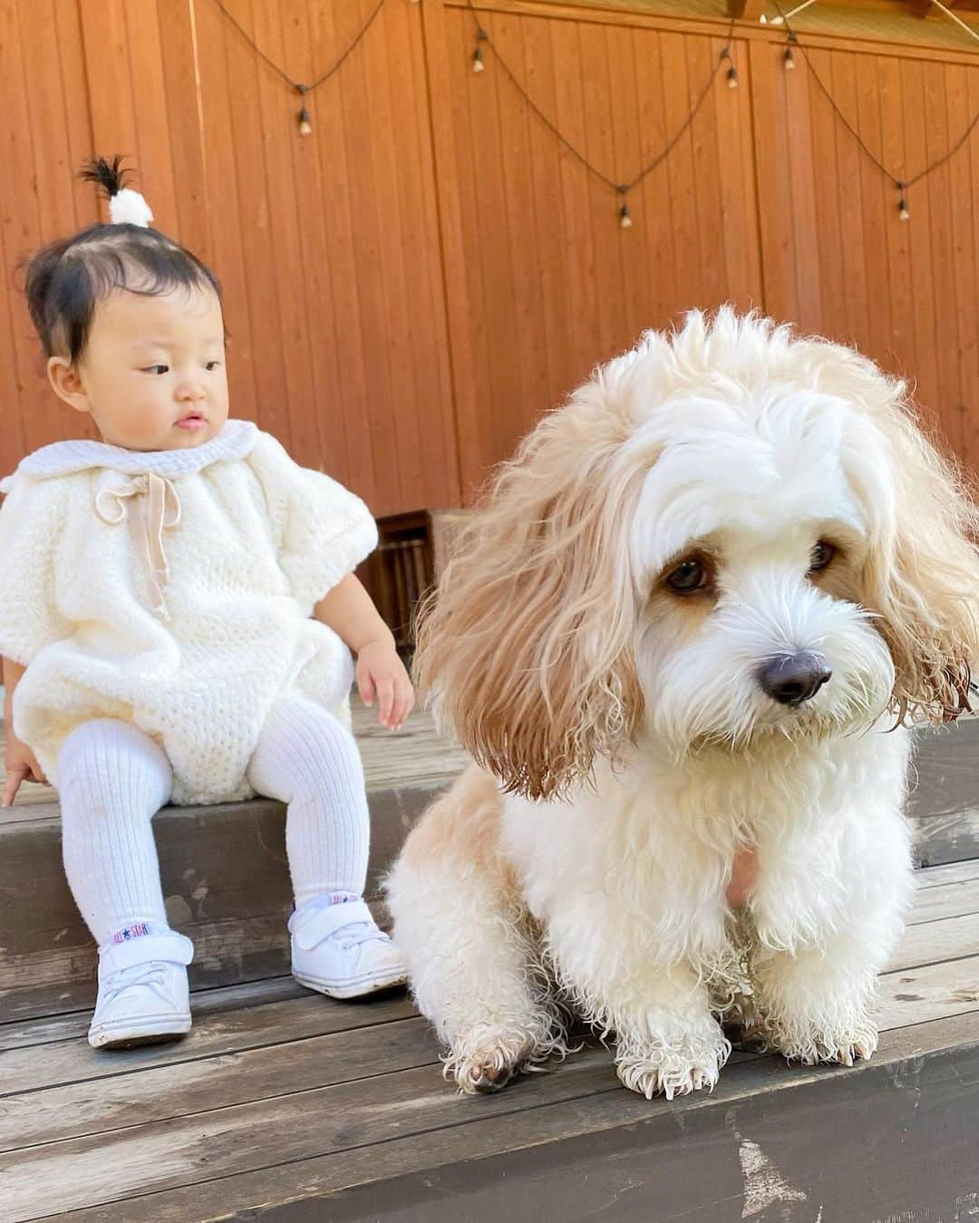 あんちゃんのインスタグラム：「朝露でビシャビシャボフボフなオレ🐶 そしてその姿に驚くモチモチ👶🏻笑  先日のキャンプ２日目の朝は パパと早起きして ひと足先にお散歩楽しんだあんちゃん🐾  帰ってきてモチモチが目覚めたら お散歩に誘って 家族みんなでのんびりお散歩☺️🍃  ただ山の朝は朝露がすごくてね…  足元シナシナ お口ビシャビシャ 湿気で体はボッフボフ🐏  遠近法で巨大化してるようにみえるし モチモチの目線も 「え？あんちゃん…？？」みたいになってて なんとも愛らしい一枚が撮れました。笑  今回の旅行でも モフモチのツーショットが撮れて 母満足😤❤️  大切な思い出 今しかない瞬間 ちゃんと記憶にも記録にも 残していきたいですね🥰  #キャバションあんちゃん #モフモフとモチモチ  #あんちゃん　#ぬいぐるみ犬 #スヌーピー  #スヌーピー犬 #キャバション　#キャバビション　 #キャバリア #キャバリアキングチャールズスパニエル #ビションフリーゼ　 #犬  #いぬすたぐらむ #犬のいる暮らし  #わんこなしでは生きていけません会 #いぬのきもち  #犬好きな人と繋がりたい #短足部　#比熊犬 #doglove #cavachon #inustagram #puppy  #snoopy #andy #멍스타그램 #개스타그램　#댕스마스」