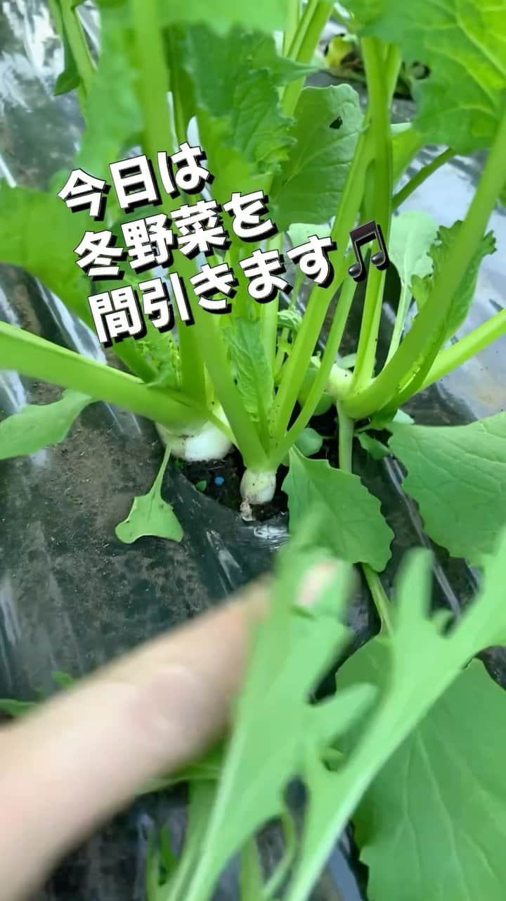 佐藤朱のインスタグラム