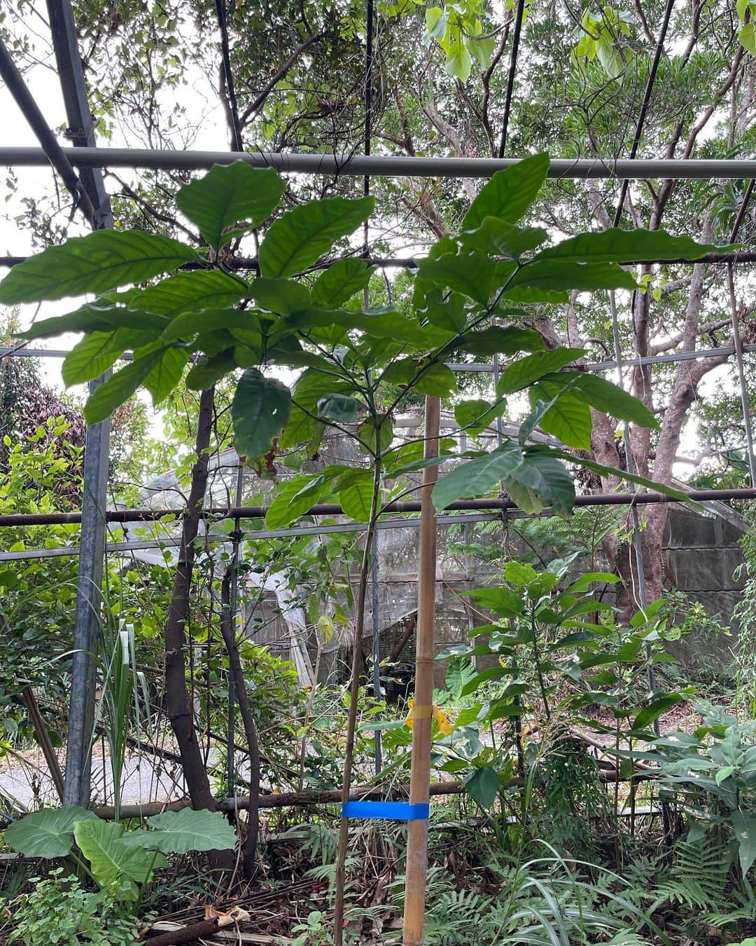 高原直泰さんのインスタグラム写真 - (高原直泰Instagram)「畑に植え替えた苗は順調に成長中。 選手達と育てた苗木が旅立っていきました。 大宜味の畑に植えていきます。 コーヒーと一緒にシェードツリーになる様にバナナやモリンガなども植えています。 オニヤンマ頑張っていますが蚊が大量にいすぎて効いてるのか？判断難しい。 何でも限度があるって事だなぁ。 #沖縄コーヒー #コーヒーの苗木 #コーヒーの苗 木育ててます  #コーヒー好きな人と繋がりたい  #コーヒーのある暮らし  #okinawalife  #okinawacoffee  #オニヤンマくん  #蚊対策  #蚊多すぎる件  #シェードツリー #バナナ #モリンガ #デュアルキャリア  #セカンドキャリア」11月8日 19時04分 - takahara.osv