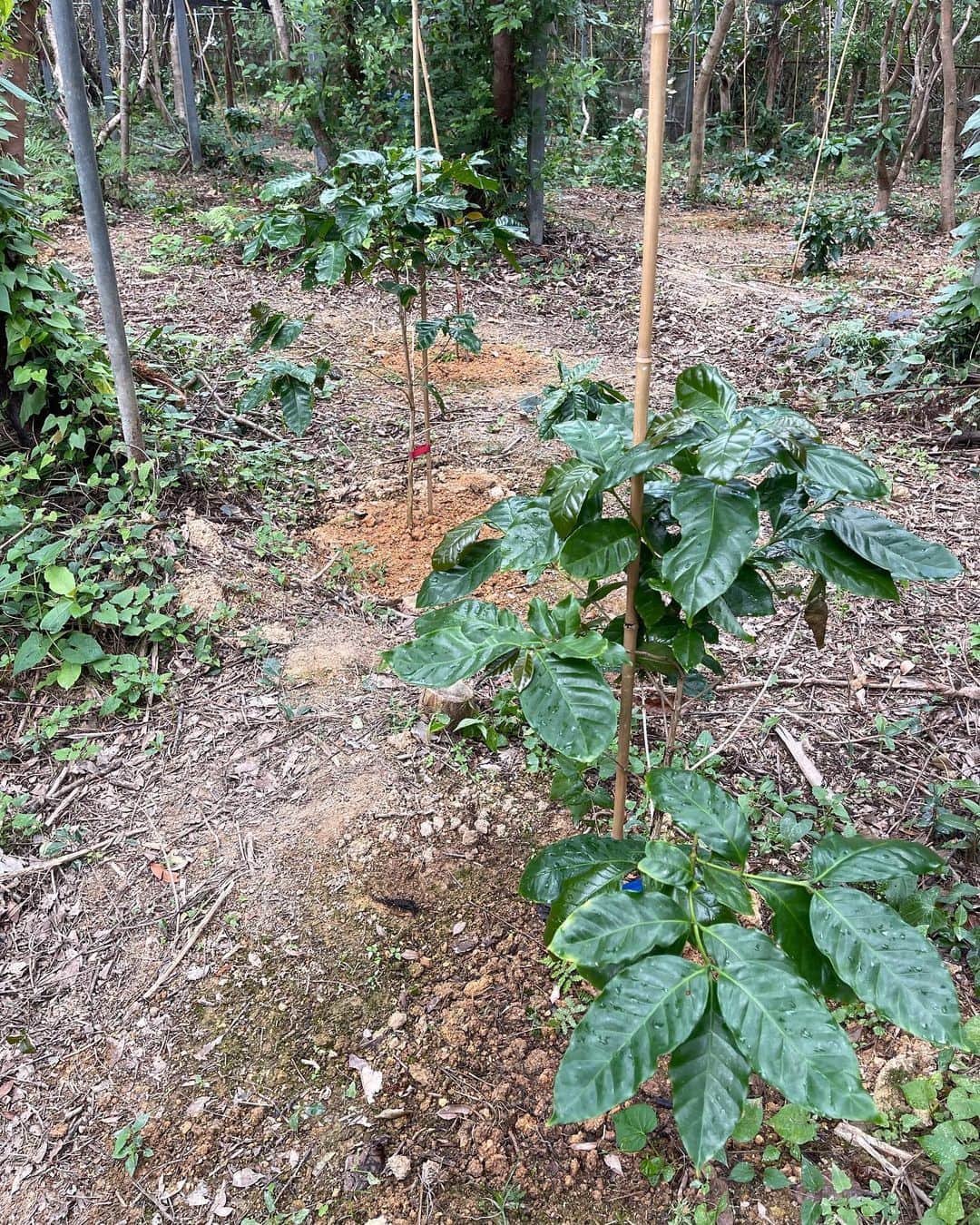 高原直泰さんのインスタグラム写真 - (高原直泰Instagram)「畑に植え替えた苗は順調に成長中。 選手達と育てた苗木が旅立っていきました。 大宜味の畑に植えていきます。 コーヒーと一緒にシェードツリーになる様にバナナやモリンガなども植えています。 オニヤンマ頑張っていますが蚊が大量にいすぎて効いてるのか？判断難しい。 何でも限度があるって事だなぁ。 #沖縄コーヒー #コーヒーの苗木 #コーヒーの苗 木育ててます  #コーヒー好きな人と繋がりたい  #コーヒーのある暮らし  #okinawalife  #okinawacoffee  #オニヤンマくん  #蚊対策  #蚊多すぎる件  #シェードツリー #バナナ #モリンガ #デュアルキャリア  #セカンドキャリア」11月8日 19時04分 - takahara.osv