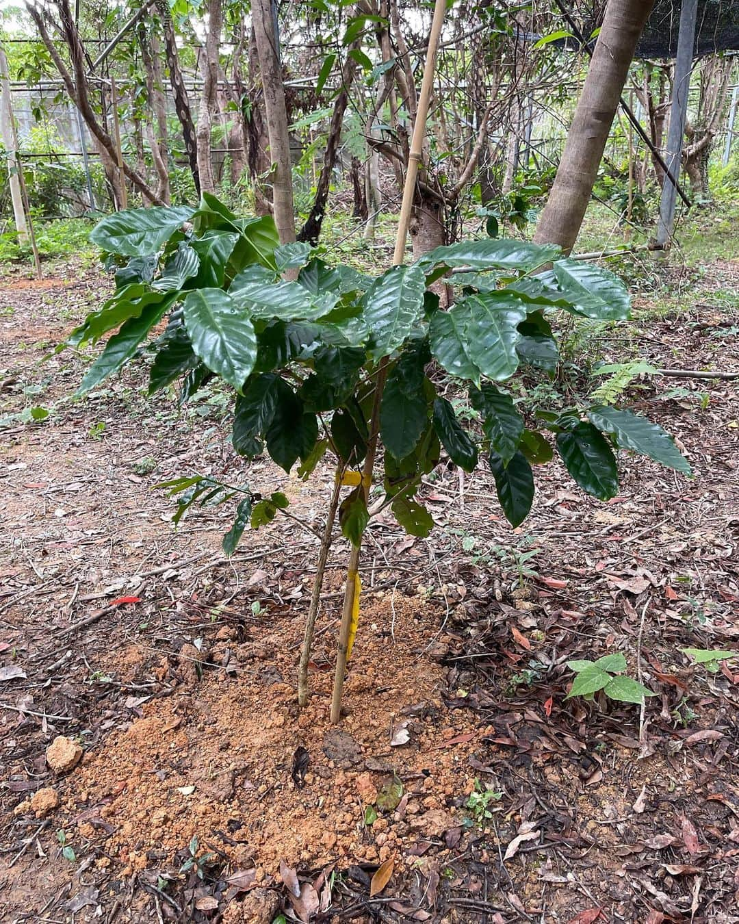 高原直泰さんのインスタグラム写真 - (高原直泰Instagram)「畑に植え替えた苗は順調に成長中。 選手達と育てた苗木が旅立っていきました。 大宜味の畑に植えていきます。 コーヒーと一緒にシェードツリーになる様にバナナやモリンガなども植えています。 オニヤンマ頑張っていますが蚊が大量にいすぎて効いてるのか？判断難しい。 何でも限度があるって事だなぁ。 #沖縄コーヒー #コーヒーの苗木 #コーヒーの苗 木育ててます  #コーヒー好きな人と繋がりたい  #コーヒーのある暮らし  #okinawalife  #okinawacoffee  #オニヤンマくん  #蚊対策  #蚊多すぎる件  #シェードツリー #バナナ #モリンガ #デュアルキャリア  #セカンドキャリア」11月8日 19時04分 - takahara.osv