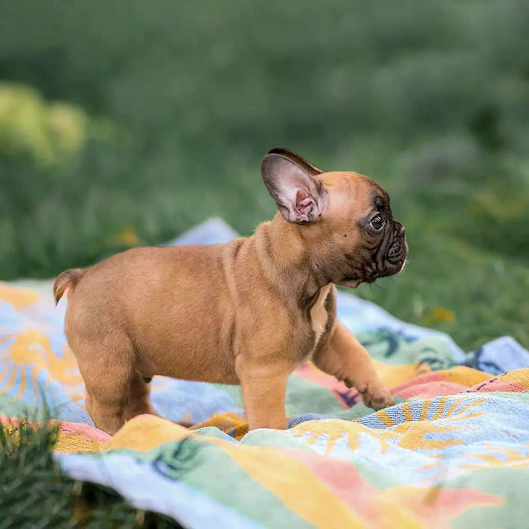French Bulldogさんのインスタグラム写真 - (French BulldogInstagram)「📸 I took this photo of my own Frenchie, and I've seen it all over Instagram. Now, I'll finally reveal what happened next! Stay tuned! 🔥🔥🔥 @alekgoat  . . . . .  #FrenchieWorld #frenchbulldog #フレンチブルドッグ #bestwoof #dailyfluff #instacute #foryou #bulldogfrances #rescuedfrenchbulldog #frenchie #frenchbulldog #dailyfrenchie #frenchiesofinstagram #frenchieoftheday #frenchies #ilovemyfrenchie #adoptdontshop #dogsofinstagram #franskbulldogg #französischebulldoggen」11月8日 19時08分 - frenchie.world