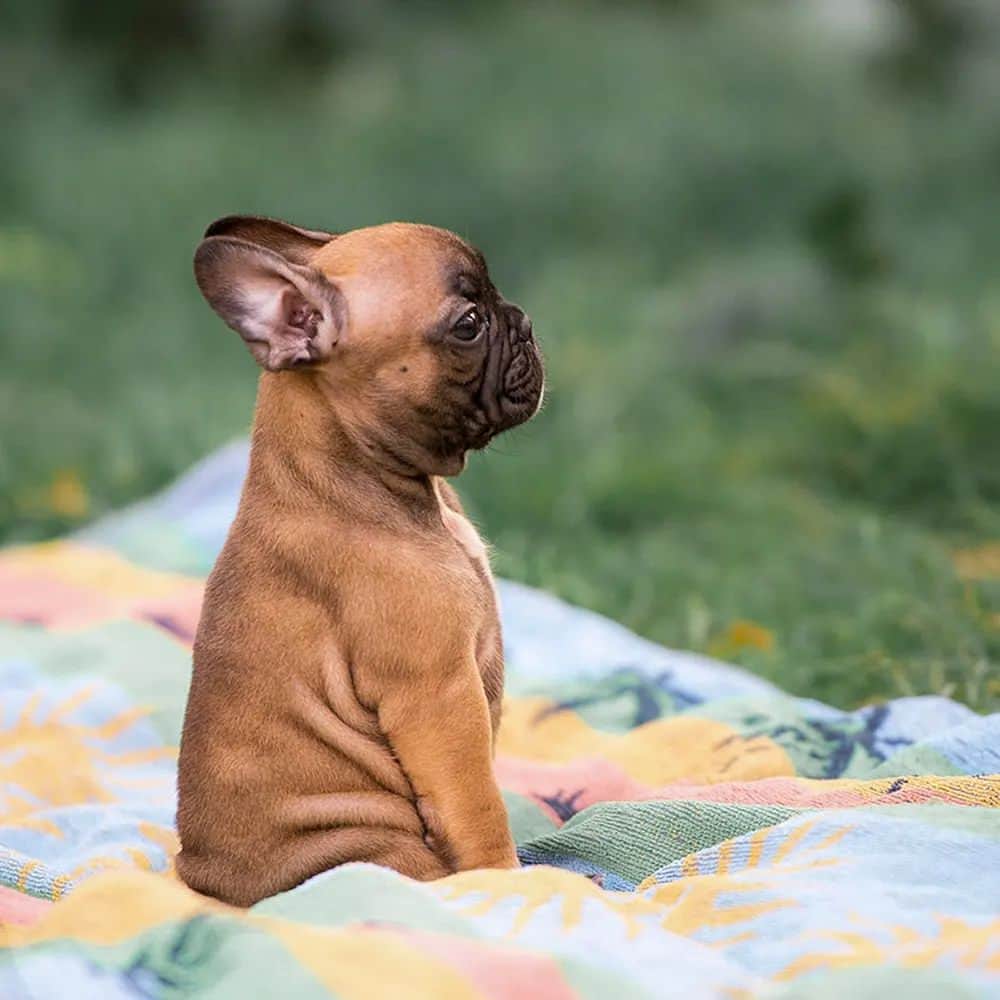 French Bulldogさんのインスタグラム写真 - (French BulldogInstagram)「📸 I took this photo of my own Frenchie, and I've seen it all over Instagram. Now, I'll finally reveal what happened next! Stay tuned! 🔥🔥🔥 @alekgoat  . . . . .  #FrenchieWorld #frenchbulldog #フレンチブルドッグ #bestwoof #dailyfluff #instacute #foryou #bulldogfrances #rescuedfrenchbulldog #frenchie #frenchbulldog #dailyfrenchie #frenchiesofinstagram #frenchieoftheday #frenchies #ilovemyfrenchie #adoptdontshop #dogsofinstagram #franskbulldogg #französischebulldoggen」11月8日 19時08分 - frenchie.world