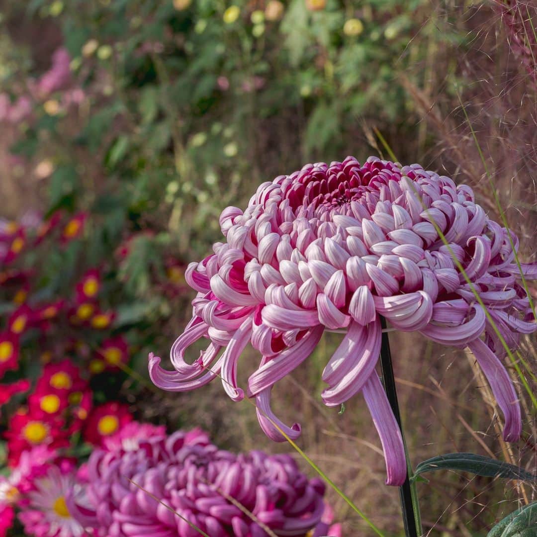 ニューヨーク植物園のインスタグラム：「Intricately trained into imaginative forms over the course of 11 months, our kiku are some of the brightest stars of fall. 🌼🌟  Don't miss our spotlight on these elaborate Japanese chrysanthemums in the Nolen Greenhouses through November 12, where modern and ancient styles take the forms of mountains, cascades, and larger-than-life bonsai trees in a rainbow of shapes and colors. It's a must-see spectacle of the fall season!  Hit the link in our bio to learn more and get your tickets to experience these masterworks of horticulture for yourself.  #Chrysanthemum #Kiku  Thank you to our presenting sponsor, Mitsubishi Corporation (Americas)」