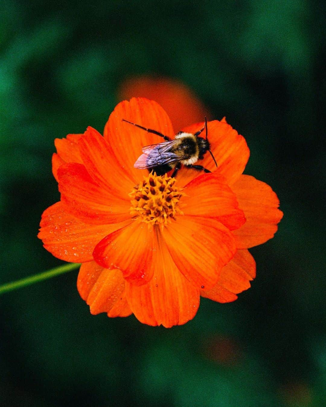 マンサー ガブリエルのインスタグラム：「🐝 Captured by @pomme_william for MG #mansurgavriel」