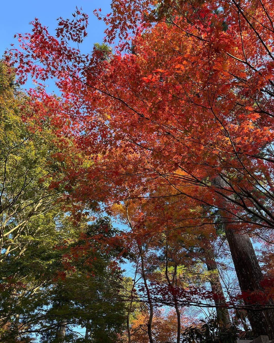 濵松里緒菜さんのインスタグラム写真 - (濵松里緒菜Instagram)「紅葉を見に行ってきました🍁  綺麗だったな〜🫶🏻  #紅葉 #autumn #autumnleaves  #autumnvibes #秋 #紅葉2023」11月8日 19時27分 - riona_hamamatsu