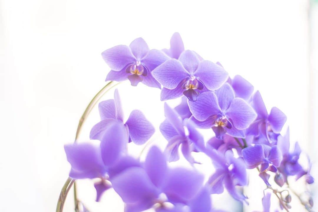 花の写真館のインスタグラム：「Photo by 小山 さなえ. . Original Post[投稿いただいたURL] https://www.facebook.com/photo.php?fbid=5586074451512900 . 本アカウントは、 #私の花の写真 をつけてInstagramに投稿された皆さまの花の写真や、「花の写真館」Facebookページで投稿された花の写真を紹介します。 「花の写真館」Facebookページは、「 @floral.photograph 」のプロフィールにあるURLからご覧ください。 . ※各種法令、マナー、関係者の指示に従った撮影をお願いします。 *Please ensure that your photography adheres to all relevant laws, etiquette, and instructions issued by authorized persons. ※本アカウントは東京カメラ部がFacebook、Instagramのサービスを利用して運営しているもので、Meta社・Instagramとは一切関係ありません。 . #花の写真館 #floralphotograph #floralphoto #flower #flowers Follow: @floral.photograph」