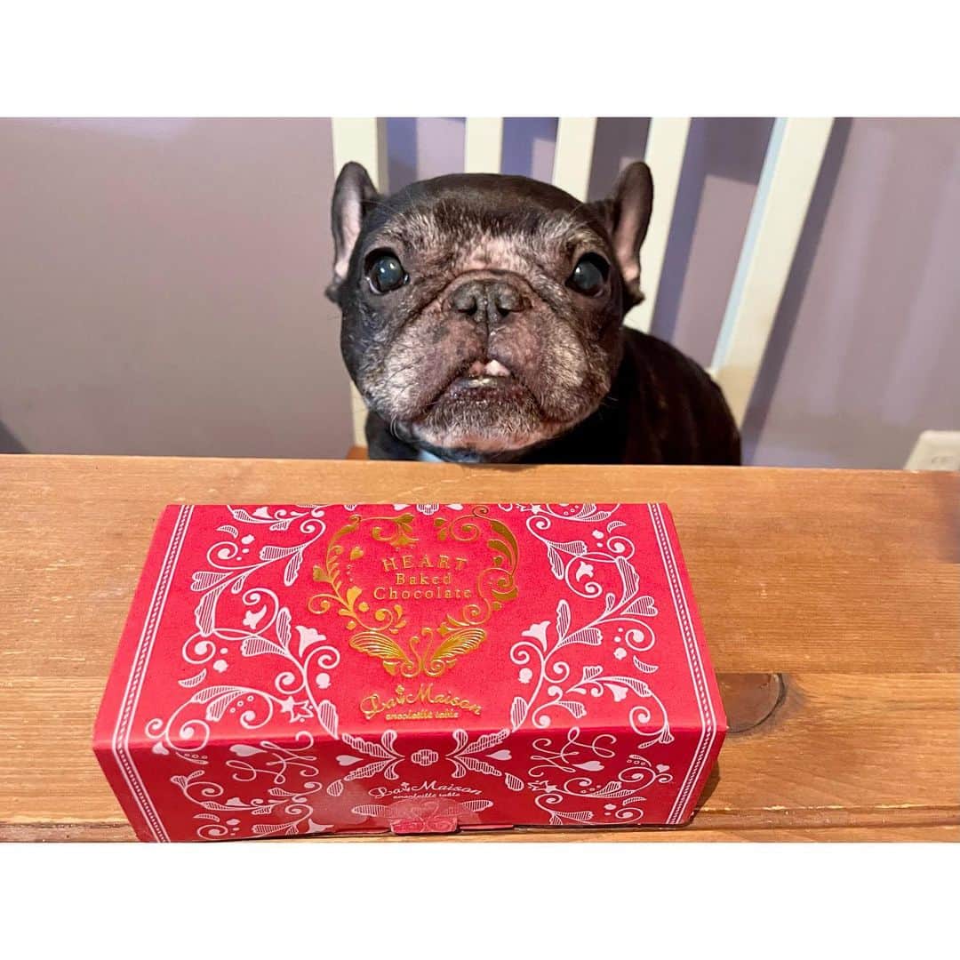 水沢史絵さんのインスタグラム写真 - (水沢史絵Instagram)「スタジオでとっても美味しいチョコケーキいただきました！！ ねっちり濃厚チョコだったー！！ どうもありがとうございました😆   #差し入れ #frenchbulldog  #フレンチブルドッグ #おいもちゃん」11月8日 19時38分 - mizusawafumie