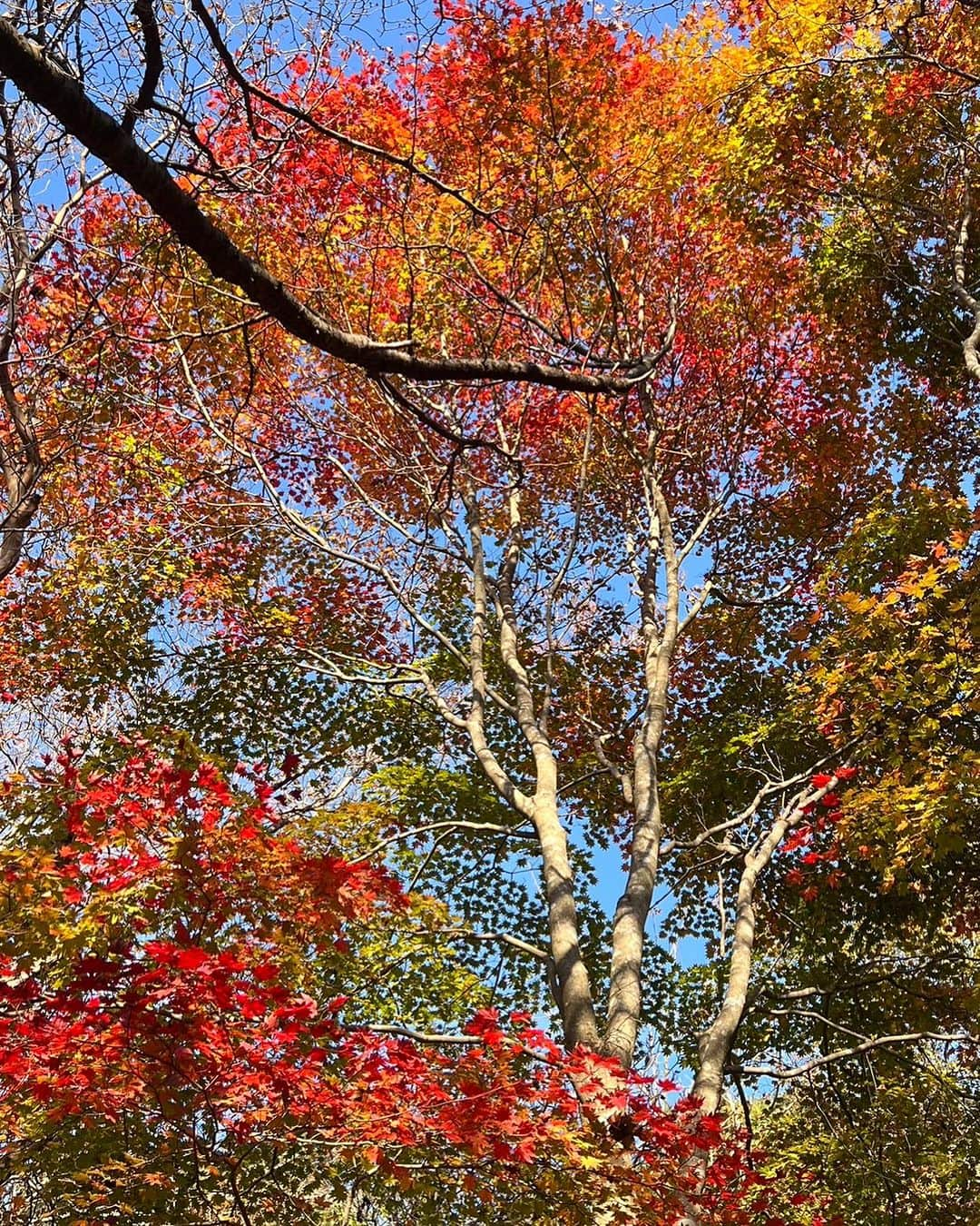 山田佳子さんのインスタグラム写真 - (山田佳子Instagram)「紅葉お散歩…🍁" ⁡ #色とりどり #紅葉  #深まる秋 #自然  #秋の美しさ  #癒される #🍁 #のんびり #自然散策  #11月5日 #六甲高山植物園」11月8日 19時58分 - yoshiko117