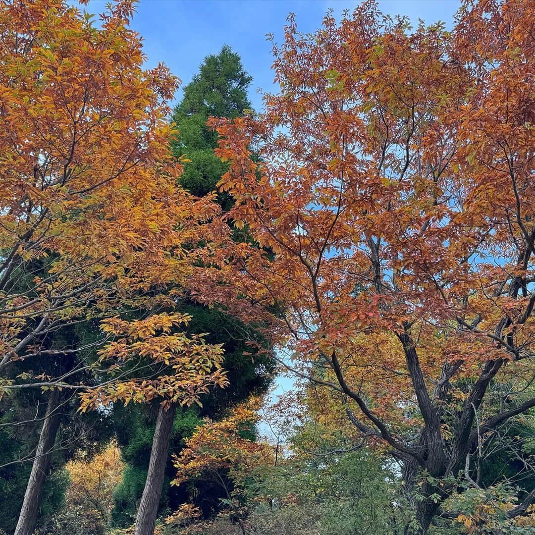 本郷多香子さんのインスタグラム写真 - (本郷多香子Instagram)「美味しいものがたくさんな秋🍂」11月8日 20時10分 - tkk0101