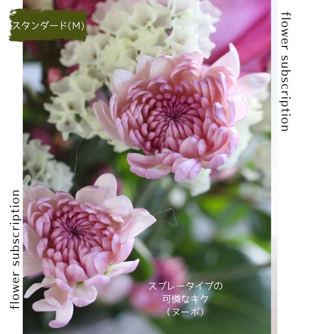 雑誌『花時間』さんのインスタグラム写真 - (雑誌『花時間』Instagram)「定期便のお花をお知らせします。  花時間（@hanajikan_magazine）です。  このお花は、11／9（木）と10（金）にお届けするお花です。どれもいきいきとして、眺めているだけで元気になれます。  どうぞ、楽しんでくださいね。  【プチ　Sサイズ】 キク(ルナ) スターチス(マーブルグリーン) アマランサス(グリーンサム) センニチコウ(ストロベリーフィールド) マリーゴールド バジル(アフリカンブルーバジル) アカシア(ブルーブッシュ)  【スタンダード　Mサイズ】 バラ(アンソルスラン) バラ(アートリークローズもしくは、フェアリーキッス) キク(ヌーボ) スターチス(マーブルグリーン) アマランサス(グリーンサム) アリウム(オータムヴィオレ) センニチコウ(ストロベリーフィールド) ルビーグラス マリーゴールド エリカベラ アカシア(ブルーブッシュ)  【リュクス　Lサイズ】 バラ(アンソルスラン) バラ(アートリークローズ) バラ(フェアリーキッス) キク(ルナ) スターチス(マーブルグリーン) アマランサス(グリーンサム) センニチコウ(ストロベリーフィールド) ルビーグラス マリーゴールド バジル(アフリカンブルーバジル) エリカベラ フランネルフラワー（ファンシーマリエ） ベルティコルディア　セラータ アカシア(ブルーブッシュ)  【花時間ニュース】 💜『花時間マルシェ』発、花の定期便が大好評🥰　世界でここだけのバラと旬花が届く嬉しいサービスです💕  💜『花時間』の2024年カレンダー、大好評発売中！  💜『花時間2023秋』〈花屋さんへ行こう〉大好評発売中！  💜『花と短歌でめぐる 二十四節気 花のこよみ』大好評発売中  すべて @hanajikan_magazine のプロフィールのリンクから飛べます✈️  『花時間』本誌や書籍は全国の書店、ネット書店でも発売中✨  #花時間  #花のサブスク #花の定期便 #フラワーアレンジ #花が好き #花が好きな人と繋がりたい  #花を飾る  #花を飾る生活 #花屋さんへ行こう」11月8日 20時31分 - hanajikan_magazine