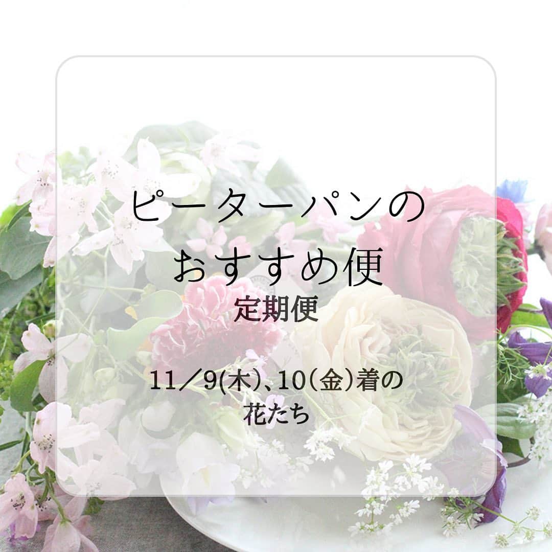 雑誌『花時間』のインスタグラム：「定期便のお花をお知らせします。  花時間（@hanajikan_magazine）です。  このお花は、11／9（木）と10（金）にお届けするお花です。どれもいきいきとして、眺めているだけで元気になれます。  どうぞ、楽しんでくださいね。  【プチ　Sサイズ】 キク(ルナ) スターチス(マーブルグリーン) アマランサス(グリーンサム) センニチコウ(ストロベリーフィールド) マリーゴールド バジル(アフリカンブルーバジル) アカシア(ブルーブッシュ)  【スタンダード　Mサイズ】 バラ(アンソルスラン) バラ(アートリークローズもしくは、フェアリーキッス) キク(ヌーボ) スターチス(マーブルグリーン) アマランサス(グリーンサム) アリウム(オータムヴィオレ) センニチコウ(ストロベリーフィールド) ルビーグラス マリーゴールド エリカベラ アカシア(ブルーブッシュ)  【リュクス　Lサイズ】 バラ(アンソルスラン) バラ(アートリークローズ) バラ(フェアリーキッス) キク(ルナ) スターチス(マーブルグリーン) アマランサス(グリーンサム) センニチコウ(ストロベリーフィールド) ルビーグラス マリーゴールド バジル(アフリカンブルーバジル) エリカベラ フランネルフラワー（ファンシーマリエ） ベルティコルディア　セラータ アカシア(ブルーブッシュ)  【花時間ニュース】 💜『花時間マルシェ』発、花の定期便が大好評🥰　世界でここだけのバラと旬花が届く嬉しいサービスです💕  💜『花時間』の2024年カレンダー、大好評発売中！  💜『花時間2023秋』〈花屋さんへ行こう〉大好評発売中！  💜『花と短歌でめぐる 二十四節気 花のこよみ』大好評発売中  すべて @hanajikan_magazine のプロフィールのリンクから飛べます✈️  『花時間』本誌や書籍は全国の書店、ネット書店でも発売中✨  #花時間  #花のサブスク #花の定期便 #フラワーアレンジ #花が好き #花が好きな人と繋がりたい  #花を飾る  #花を飾る生活 #花屋さんへ行こう」