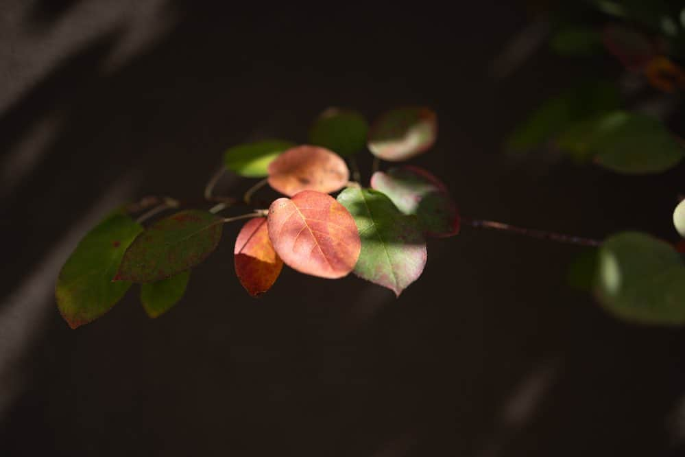 Naomiのインスタグラム：「庭のジューンベリーも紅葉してます🍁  #canonr5 #nao1223garden」