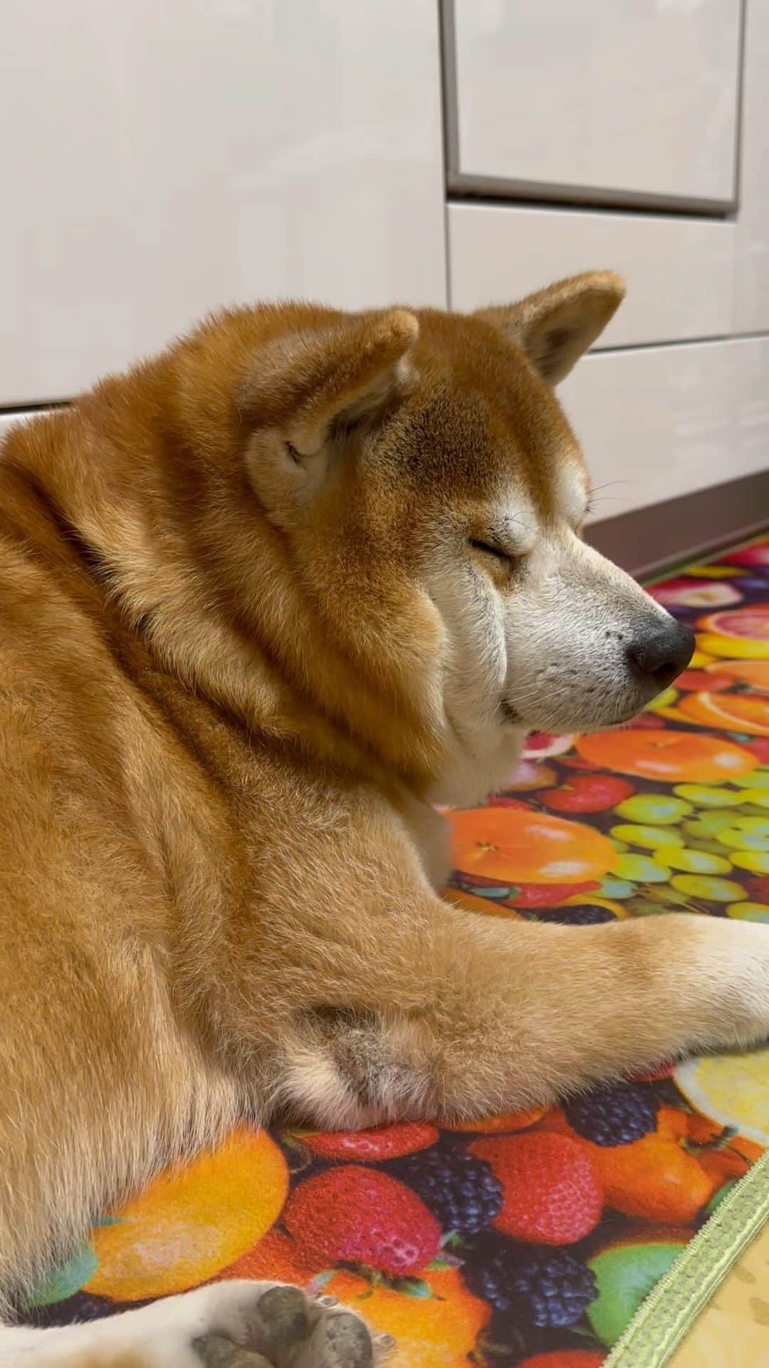 shibainu berryのインスタグラム：「実家生活🏠 おやじはキッチンの住人になってます🐻 ご飯準備中から居座ってるから邪魔でしかない😅 家族がご飯終わって片付けしててもキッチンに人が居る限り居座り続ける→そしてそのまま寝落ち💤 毎日これ😅 毎日、ばあばに芋茹でてもらってるせいか？絶対太ってる！！🍠 #犬の脾臓腫瘍 #犬の腫瘍摘出手術 #僧帽弁閉鎖不全症 #僧帽弁閉鎖不全症の犬 #僧帽弁閉鎖不全症手術済 #僧帽弁閉鎖不全症克服 #柴犬 #柴 #べりやん #べりむく #多頭飼い #徳島 #berry #shiba #shibainu  #shibainumania #ぷにっと部 #口角キュキュッと部 #チーム俺様 →部員絶賛募集中 #shiba_snap #proudshibas #instagramjapan #ふわもこ部 #pecoいぬ部 #pecotv #9gag @9gag @barked」