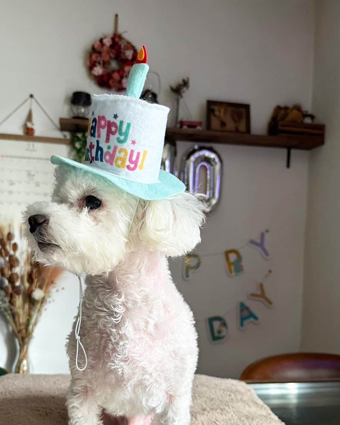 のインスタグラム：「HAPPY BIRTHDAY MOCOTA🐾 10さい。  いつまでも元気でいてね🐶 大好きっっっ  #愛犬#相棒#親バカ#誕生日」