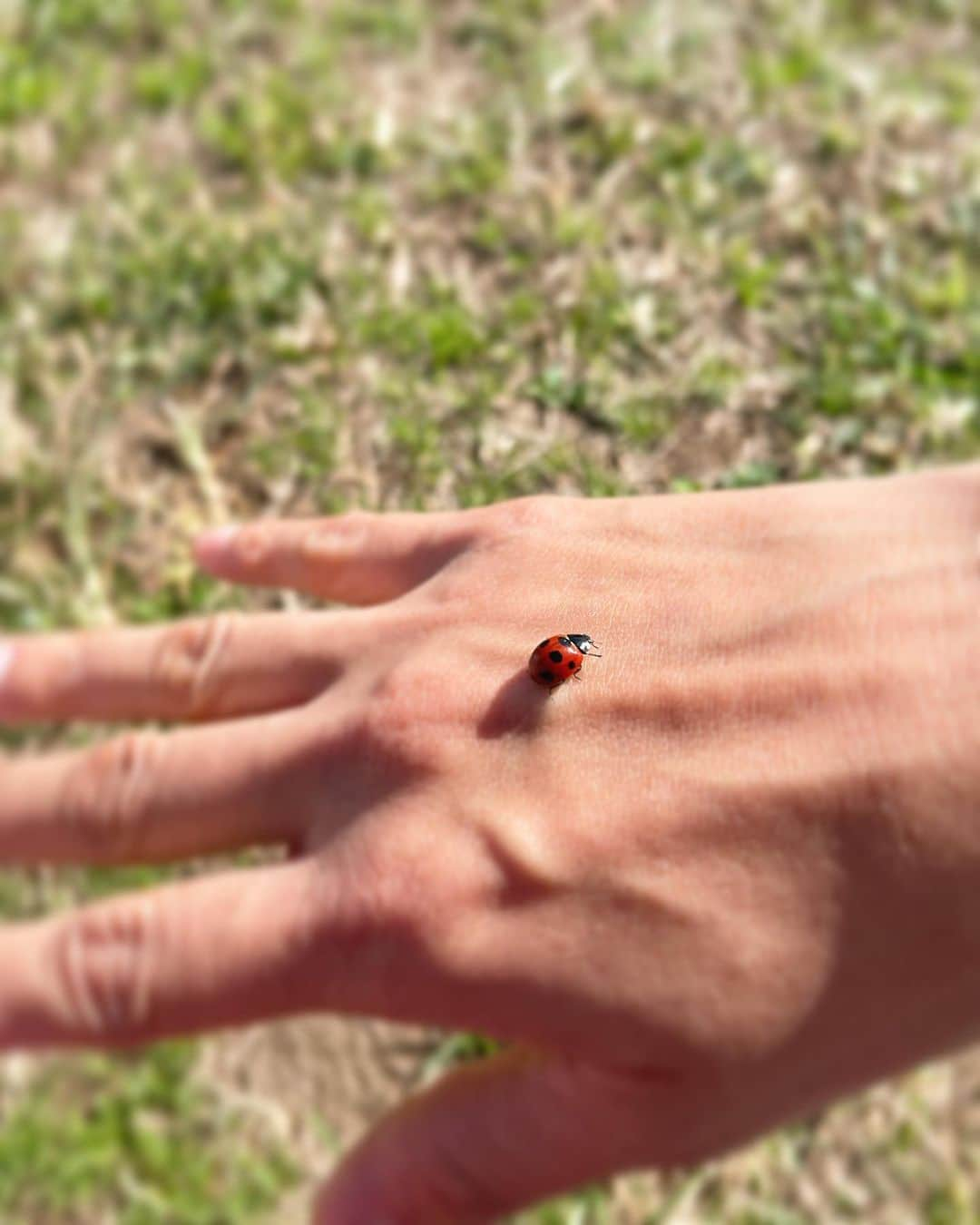 池田彩さんのインスタグラム写真 - (池田彩Instagram)「季節外れのてんとう虫🐞 幸せ運んできてくれたのかしら？✨  #11月 #季節外れのてんとう虫 #幼虫もいたよ #幸せ運ぶ虫さん #ナナホシテントウ」11月8日 20時55分 - aya_ikeda_official