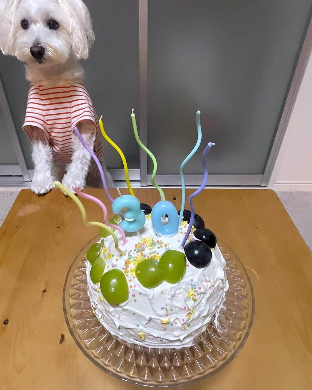 澤上竜二のインスタグラム：「1ヶ月前の30歳の誕生日の写真。 娘が作ってくれたケーキと似顔絵ゴリラケーキ。 お祝いしてくれた人ありがとう！  #誕生日#30歳#ケーキ #ゴリラ#なめてる」