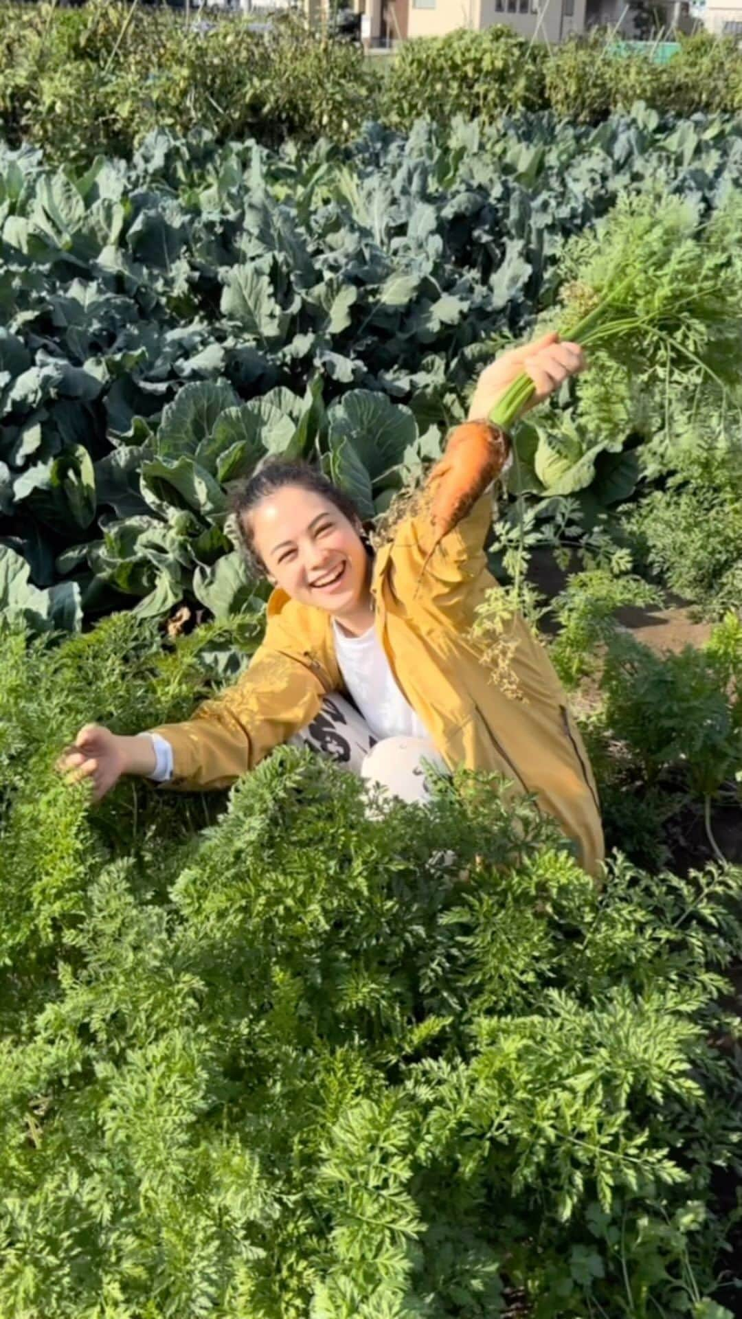 仲川希良のインスタグラム：「我が家の畑の収穫風景 ・ 夏の終わりに植えた秋冬野菜が穫れはじめています 珍しくニンジンが大成功 ・ パリパリモリモリ 野菜の勢いが伝わるでしょうか ・ 触れているだけで元気になるんだなぁ ・ ・ ・ #畑 #畑仕事 #家庭菜園 #野菜 #収穫 #食育」