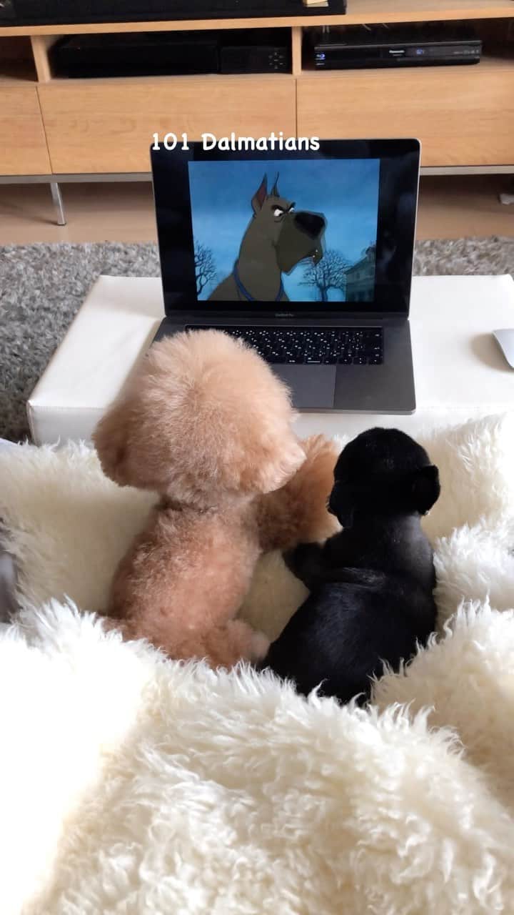 ショコラ❤︎あずき❤︎パンナのインスタグラム：「仲良く101 Dalmatians観てる〜☺️  今年のTikTok Creator Awards Japan 2023 👑 animal部門にノミネートされました！ 1日一回投票できるので、よろしければ応援よろしくお願いします🙇‍♀️🙏 ストーリーにもリンクを貼らせていただきます🙏  投票期間:2023年11月1日（水）〜11月19日（日）23時59分までです！  Tiktok Creator Awards Japan 2023 👑 Nominated! ▼Please vote every day🙏  https://vt.tiktok.com/ZSNDL3DGa/  #トイプードル #チワワ #犬のいる暮らし #toypoodle #chihuahua #dog #instadog #cutedog #あずしょこぱん #パンナ #dogstagram」