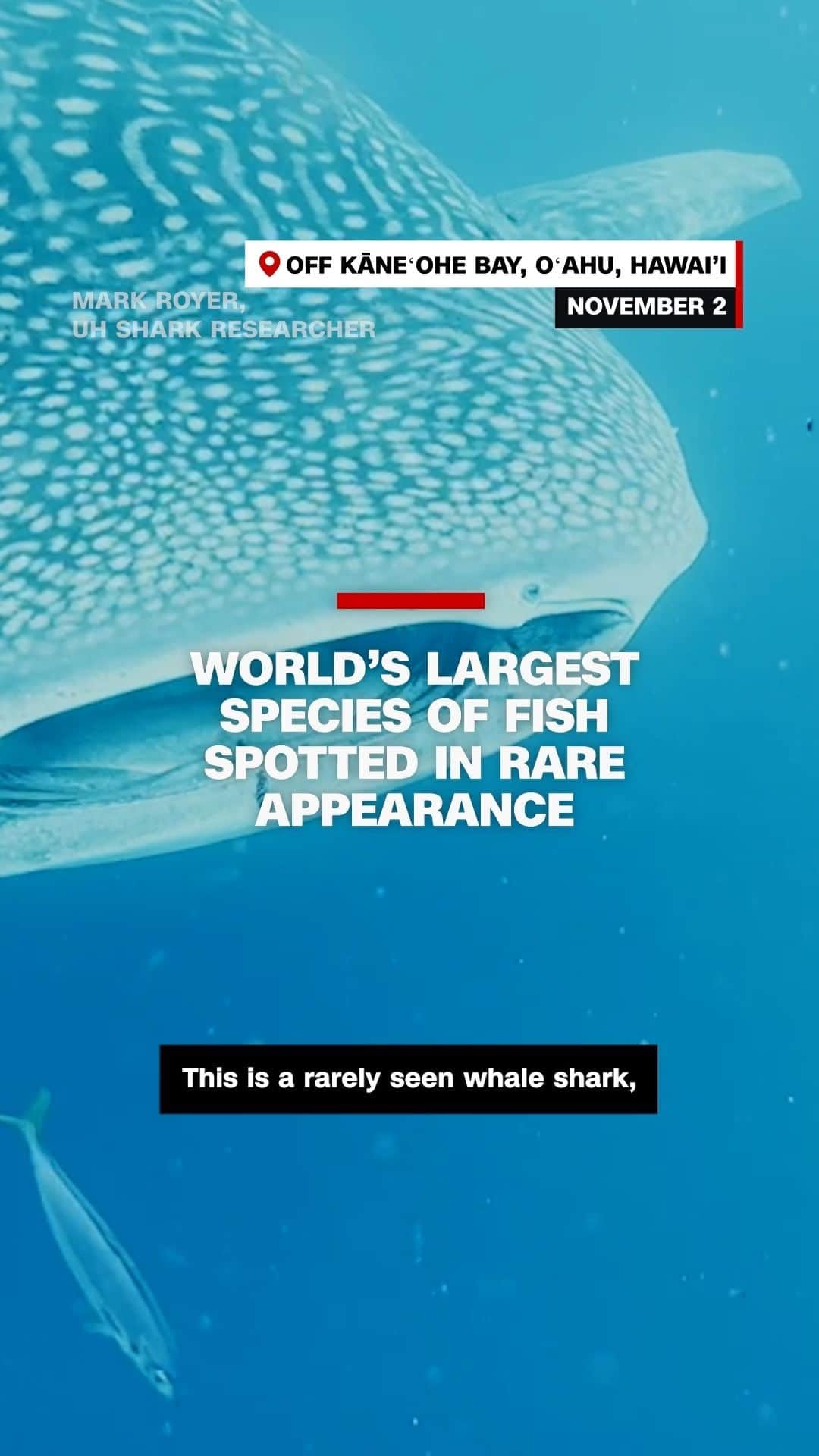 CNNのインスタグラム：「Researchers from the Hawaiʻi Institute of Marine Biology Shark Research Lab say they spotted a whale shark a mile off Kāneʻohe Bay」