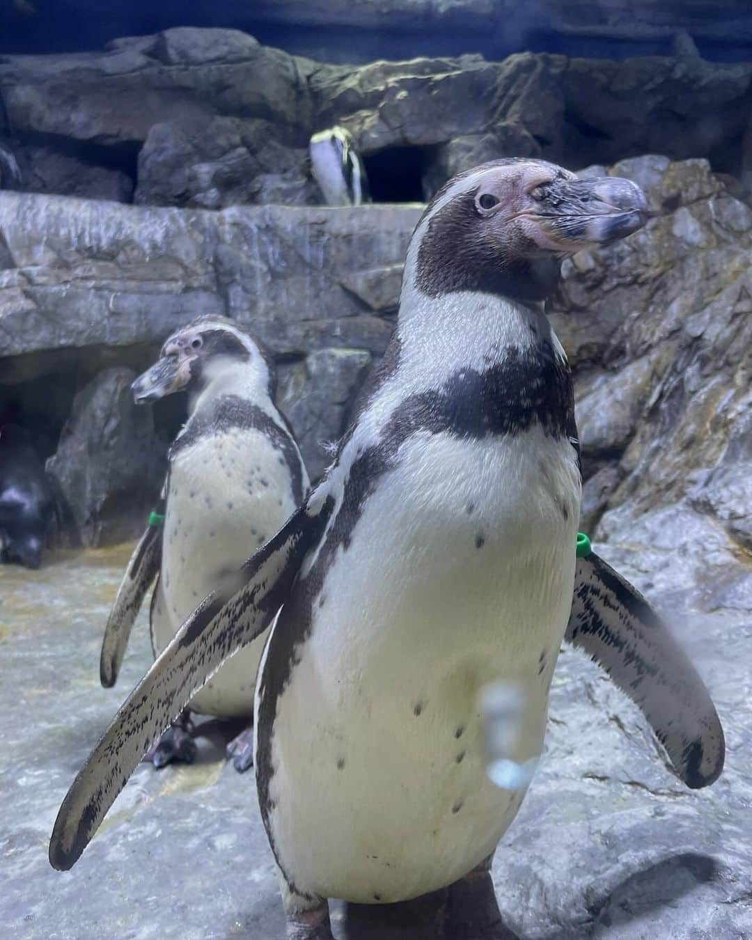 ソ・シネさんのインスタグラム写真 - (ソ・シネInstagram)「Blue 🐧」11月8日 21時35分 - seoshinae