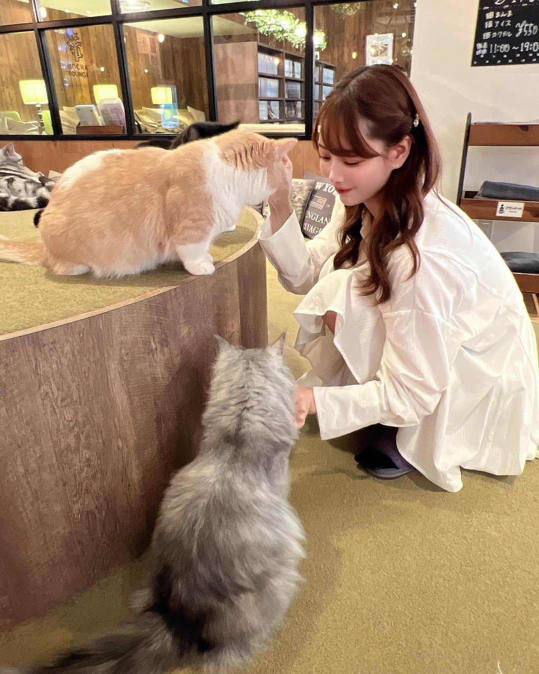 伊藤弥鈴さんのインスタグラム写真 - (伊藤弥鈴Instagram)「猫ちゃんたちに癒されに、 猫カフェモカラウンジ池袋東口店 @mocha.ikebukuroeast に行ってきたよ🐈‍⬛✨  人慣れしてる優しい猫ちゃんたちがいっぱいお迎えしてくれて癒された😭🩷  施設の設備もすごく良くて、 猫ちゃんたちに囲まれながらゆっくり作業したり、 ファミコンやスイッチでも遊べて大満足🎮😁  また行きたいな〜♡  #PR #猫カフェmocha #猫カフェ #池袋猫カフェ #池袋カフェ」11月8日 21時46分 - itomisuzu_