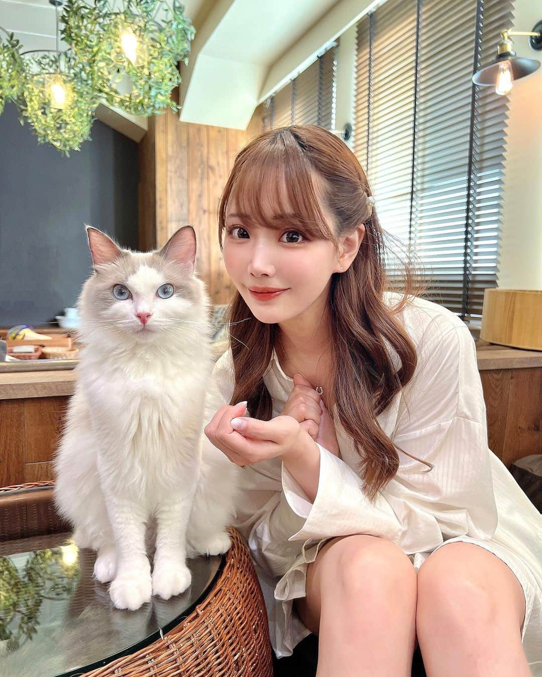 伊藤弥鈴のインスタグラム：「猫ちゃんたちに癒されに、 猫カフェモカラウンジ池袋東口店 @mocha.ikebukuroeast に行ってきたよ🐈‍⬛✨  人慣れしてる優しい猫ちゃんたちがいっぱいお迎えしてくれて癒された😭🩷  施設の設備もすごく良くて、 猫ちゃんたちに囲まれながらゆっくり作業したり、 ファミコンやスイッチでも遊べて大満足🎮😁  また行きたいな〜♡  #PR #猫カフェmocha #猫カフェ #池袋猫カフェ #池袋カフェ」