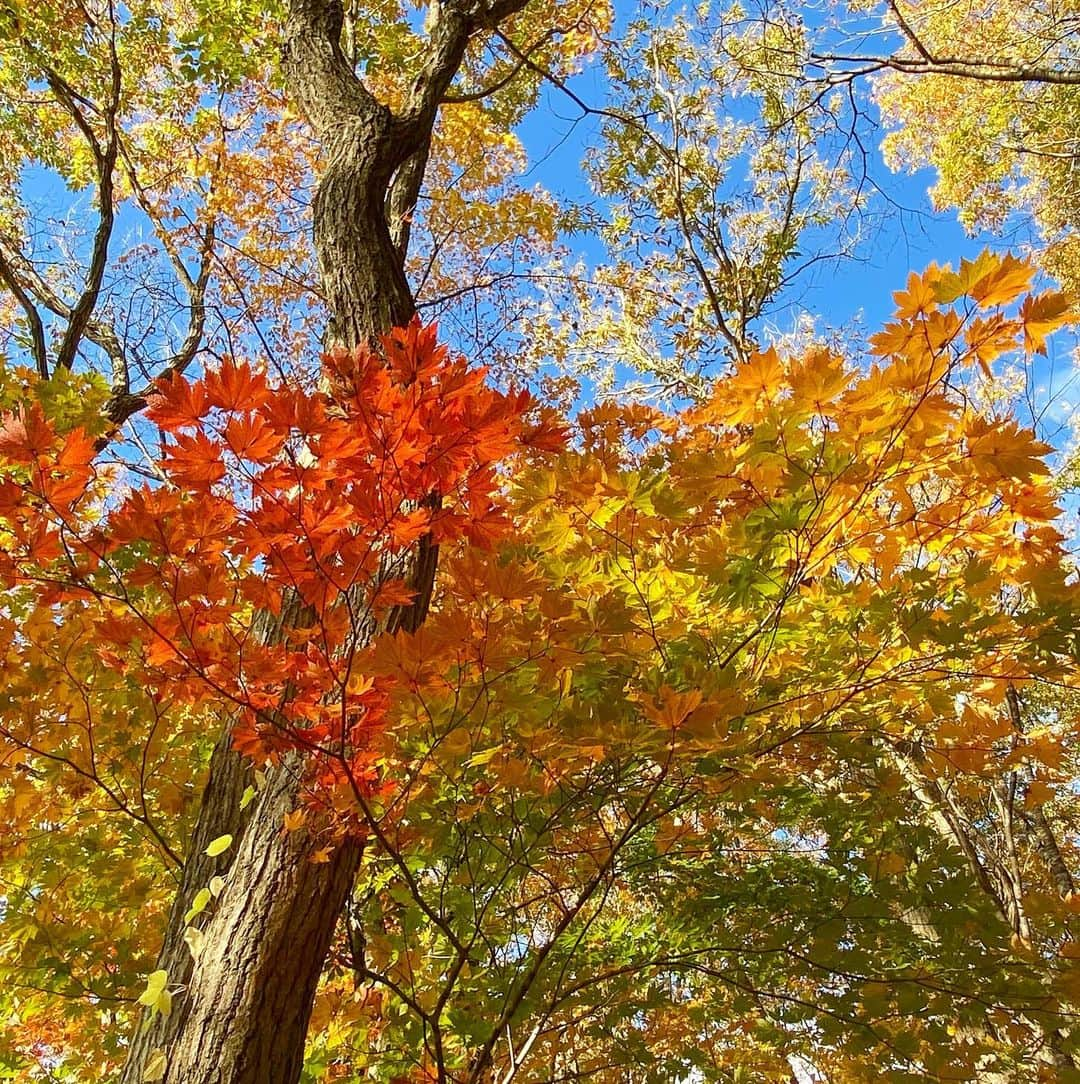 bon ponさんのインスタグラム写真 - (bon ponInstagram)「小春日和に誘われて、宮城県七ヶ宿町の長老湖へ紅葉を見に行ってきました🚗🍁🍂⛰  長老湖は、蔵王連峰の一角である不忘山(ふぼうさん)の麓にあり、標高約500mに位置しています。紅葉の名所として知られていて、風のない晴れた日には、紅葉の山々が湖面に鏡のように映し出される絶景が見られるそうです。  遊歩道を歩いて「やまびこ吊り橋」へ。横川渓谷に架かる全長120mの吊り橋で、水面からの高さは20m。頑丈な造りの吊り橋ですが、歩くと少し揺れてちょっとしたスリルが味わえました。  七ヶ宿そば街道にある「芭蕉庵」で、お蕎麦を食べました。地粉を使った十割そばは、しっかりしたコシがあり、そばの風味も際立っていてとても美味しかったです。そばの揚げ出し豆腐・そばのデザートも付いていて満腹満足😋😋 ＊ ＊ 💙❤️コーデ bon ・パーカー(UNIQLO) ・ボーダーT(UNIQLO) ・シャツ(UNIQLO) ・ジーンズ(UNIQLO) ・靴(セダークレスト) pon ・パーカー(UNIQLO) ・ボーダーT(楽天) ・シャツ(SM2) ・ジーンズ(楽天) ・靴(セダークレスト) ＊ ＊ #長老湖 #やまびこ吊り橋 #宮城県七ヶ宿町 #紅葉狩り #夫婦 #60代 #ファッション #コーディネート #リンクコーデ #夫婦コーデ #グレイヘア #白髪 #共白髪 #couple #over60 #fashion #coordinate #instafashion #instagramjapan #greyhair #grayhair #bonpon #bonpon511」11月8日 21時59分 - bonpon511