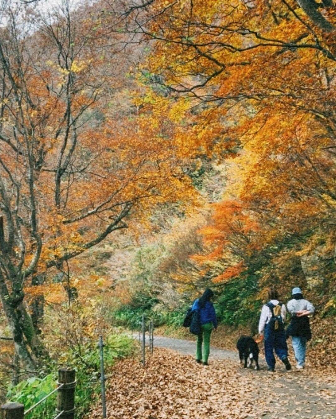 福田瞳さんのインスタグラム写真 - (福田瞳Instagram)「谷川岳 2023.11.5  紅葉🍁がとっても美しかった✨ ハイキング最高でした☺︎ #みなかみ#群馬#谷川岳 #最後の写真はナイ木」11月8日 22時03分 - fukudahitomi610