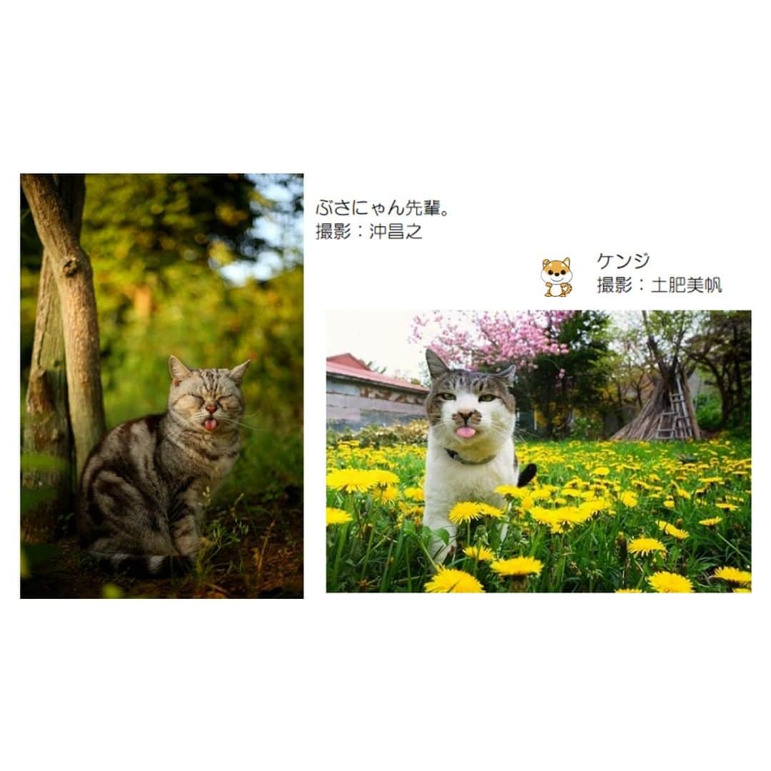 Masayukiさんのインスタグラム写真 - (MasayukiInstagram)「猫写真家 沖 昌之×土肥 美帆トークイベント 「猫写真で笑顔を増やすことはできる？」  12月12日　読売新聞東京本社3階新聞教室 @yomicul_official にて土肥 美帆さん @big_face_cat_kenji とトークイベントをすることになりました。 ちょこちょこギャラリーで話すことはあったけども今回初がっつりトーク。  MCは樋口かおるさん。 土肥さんの写真集のアートディレクターさんでぼくもお仕事の依頼をしてる感じのどちらにもつながってて話しやすいんじゃないかな。 普段ふわっとしてるんだけど頭キレるんだよなぁ。 むずかしい切り返ししてきそうでこわいｗ  そんなトークイベント。 ぜひあそびにいらしてくださいね！  　ぶさにゃん、必死すぎるネコなど、SNSや写真集、カレンダーなどで大人気の猫写真家沖昌之さんと、big_face_cat_kenjiでお馴染みの小樽のボス猫ケンジと、その仲間たちを中心に猫の写真を撮り続けている写真家土肥美帆さんによるトークイベントを開催します。  　今回お話しいただくテーマは、「猫写真で笑顔を増やすことはできる？」です。お二人はいつもどんな気持ちで撮影しているのか？写真を見てくれる人へ伝えたいことや、逆に受け取るものなど、具体的なエピソードを交えてスクリーンで写真を鑑賞しながらお話をうかがいます。  　MCは猫の本などの編集、デザインなどを手掛ける樋口かおるさんです。お二人をよく知る猫の本のプロが、沖さん、土肥さんがいつも心に秘めていることを引き出していきます。ここで初めて聞けるお話も多く出てくる予定です。貴重な機会をどうぞお聞き逃しなく！  　また、当日会場ではカレンダーや写真集の販売、サイン会、ツーショット撮影会も予定しております。多くの方のご参加をお待ちしております。一緒に楽しみましょう。  ※本講座は同日時に、ZOOMウェビナーでの配信もいたします。アーカイブ視聴が2か月付いておりますので、ぜひ繰り返しお楽しみください。オンライン、会場開催の申し込みの方全員に開催日翌々日までに視聴URLをお送りいたします。  ※会場参加の方は18：00より整理券をお配りいたします。整理券の番号順に18：15より会場へご入場いただきます（お席は自由です）。  【日　時】2023年12月12日（火）18：30～19：40  【会　場】読売新聞東京本社3階新聞教室（東京 大手町）東京メトロ、都営地下鉄三田線　大手町駅 C3出口直結　JR東京駅 北の丸口より徒歩10分  【参加費】会場：3,520円　オンライン：2,420円　※アーカイブ視聴2か月付き（会場参加の方へも視聴URLをお送りします）  #cat #ねこ #猫」11月8日 22時06分 - okirakuoki