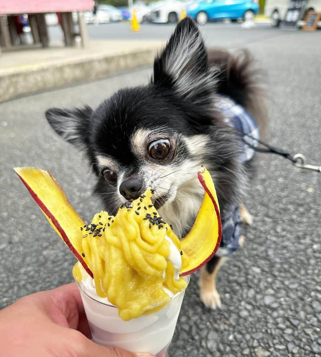 中倉隆道のインスタグラム：「. さつまいも大好きルフト🍠🐶💕  ちょっとだけペロ🐾  ルフトも秋の味覚堪能✨  ルフトとの2S写真をAIイラスト変換したら ルフトが猫になっちゃった🤣 飼い主は別人www こんな姿でいたい🤣  #わんこ #ワンコ #わんこのいる生活 #チワワ #愛犬 #luft #チワワ大好き #instachihuahua #dog #cutedog #강아지 #puppy #chihuahuas #わんことお出かけ」