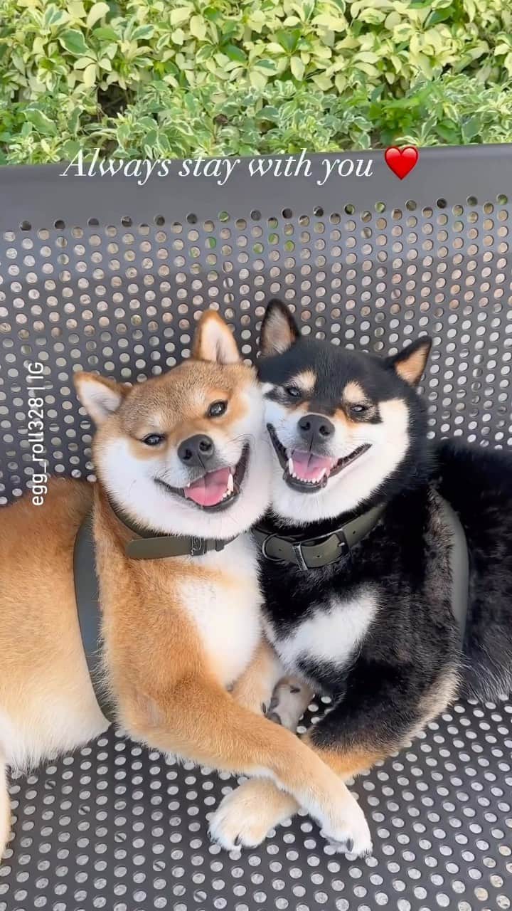 のインスタグラム：「Because two is better than one 💛 📹 @egg_roll328 - #barked #dog #doggo #ShibaInu #Shiba」